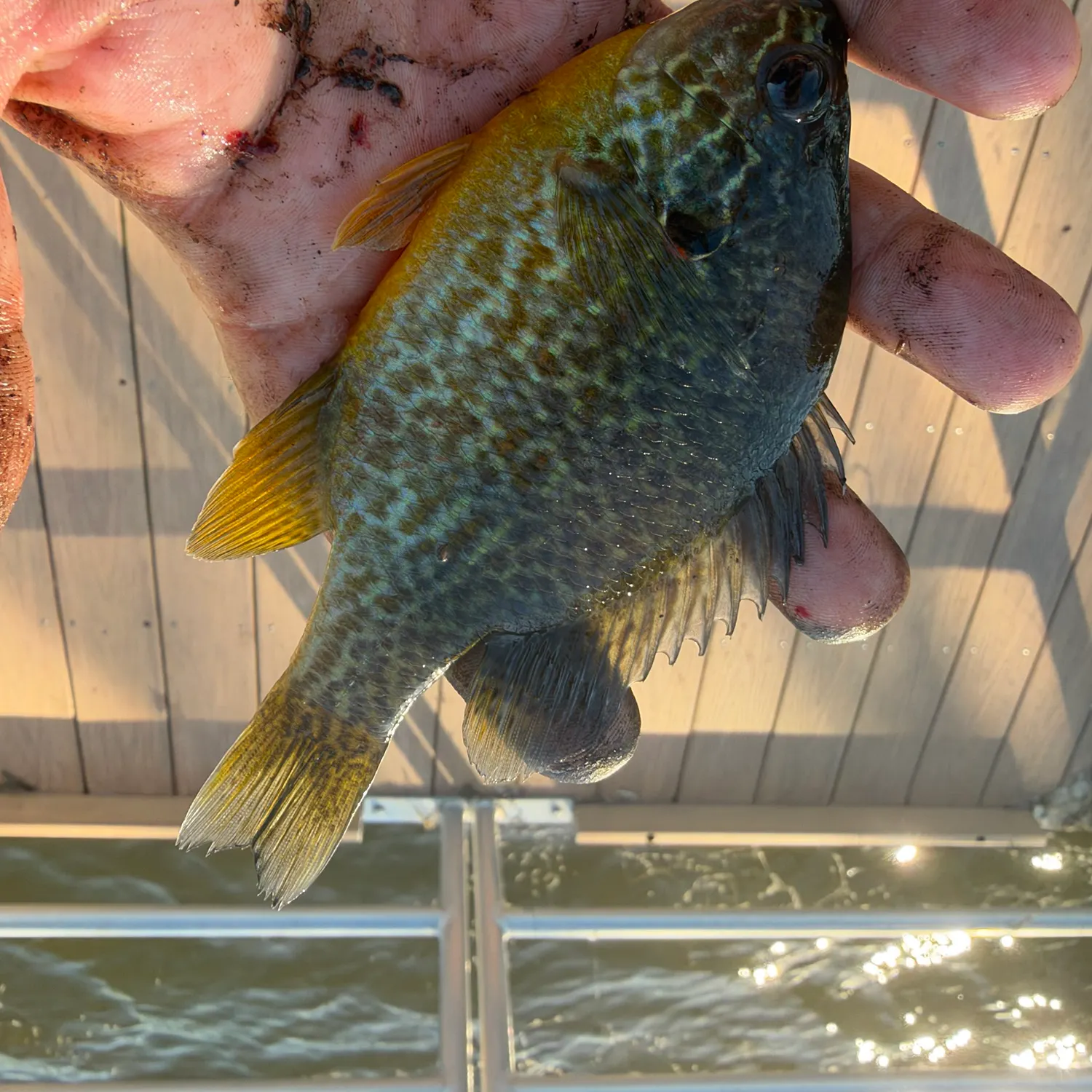 Pumpkinseed caught on Fishbrain
