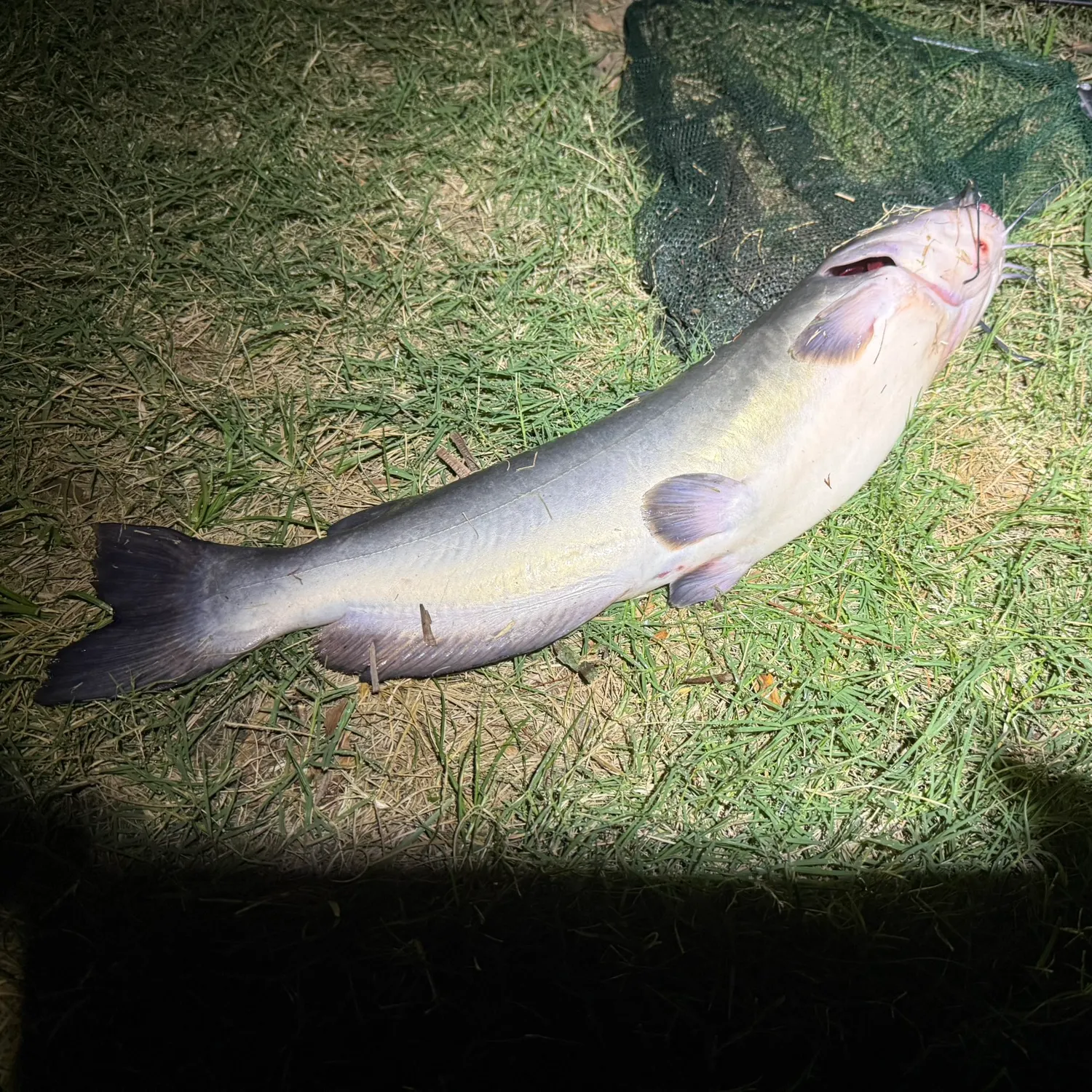 Channel catfish caught on Fishbrain