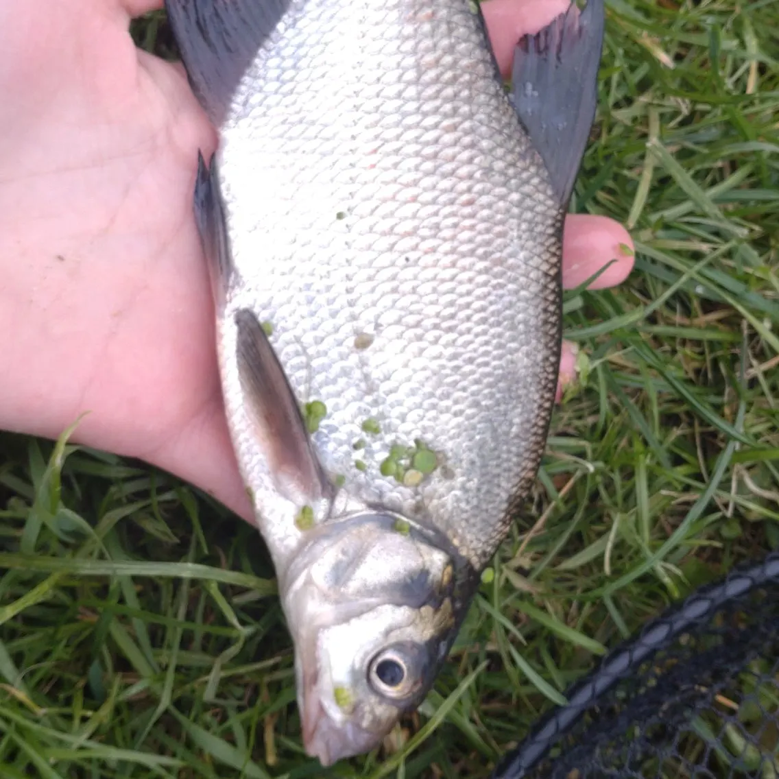 Common bream caught on Fishbrain