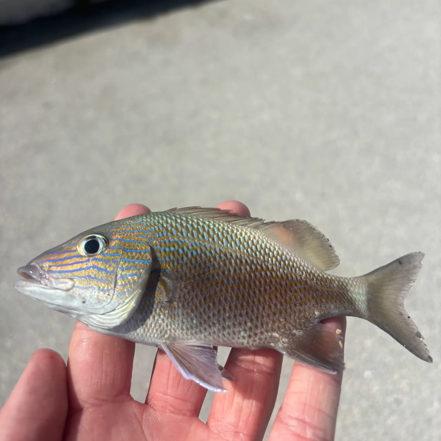 The most recent White grunt catches on Fishbrain