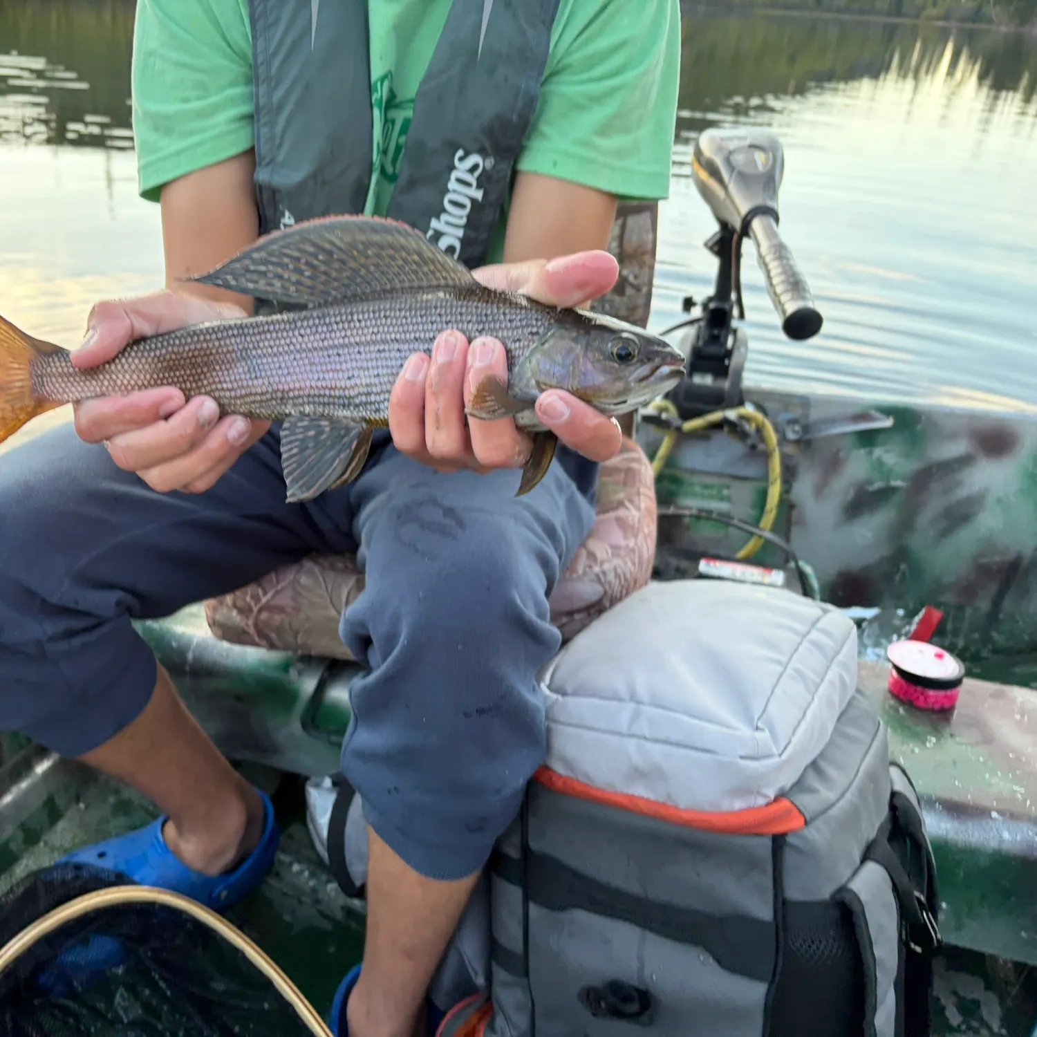 The most recent Arctic grayling catches on Fishbrain