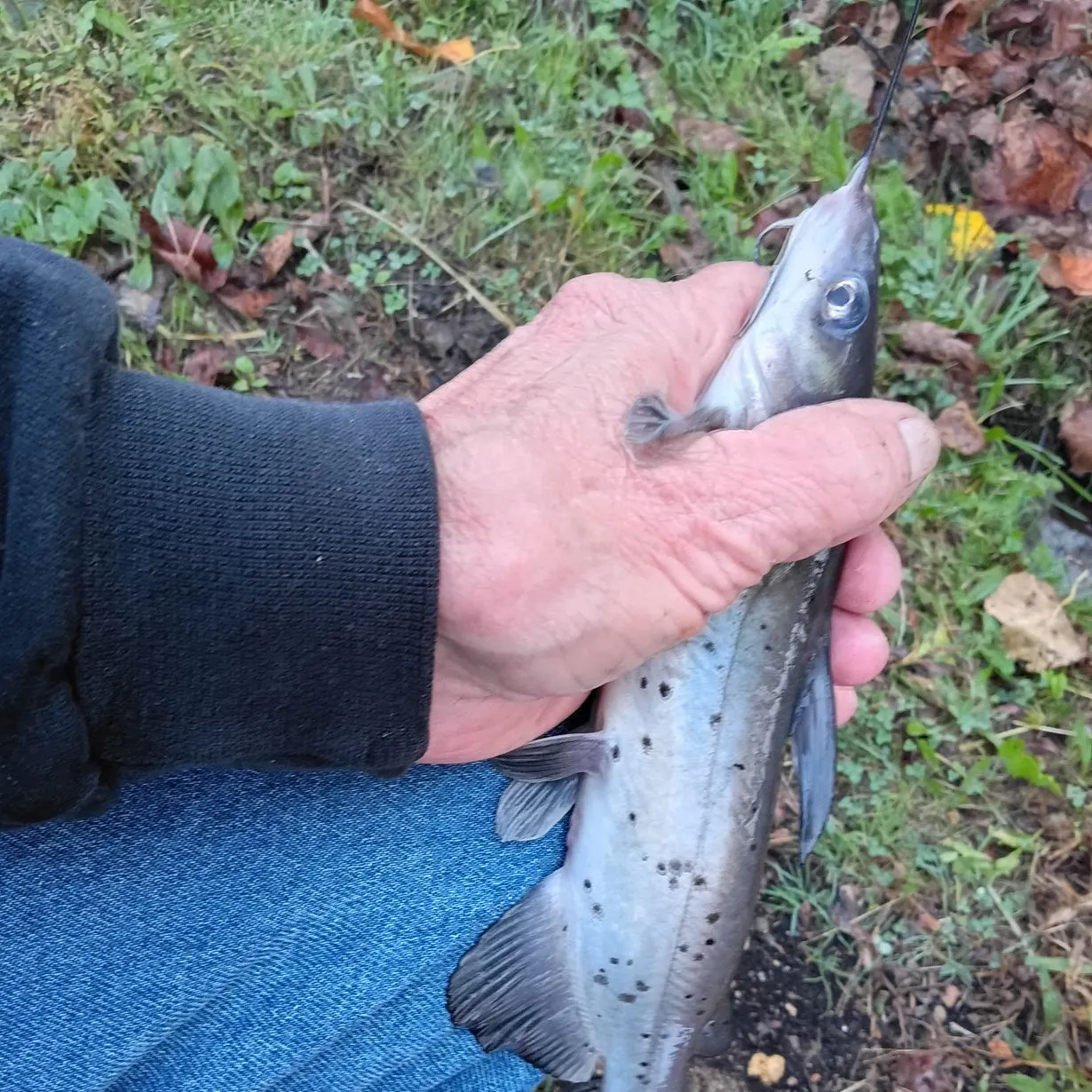 Channel catfish caught on Fishbrain