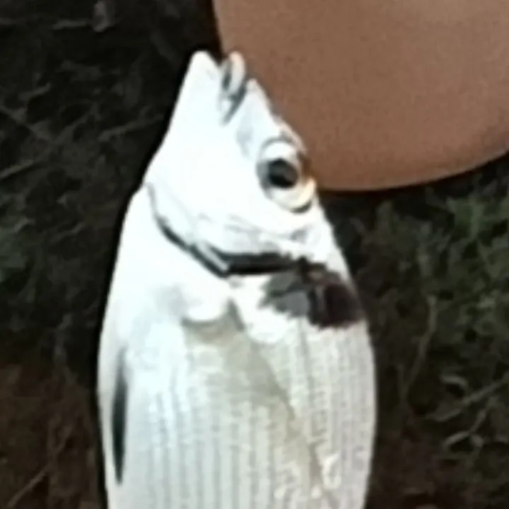 White seabream caught on Fishbrain