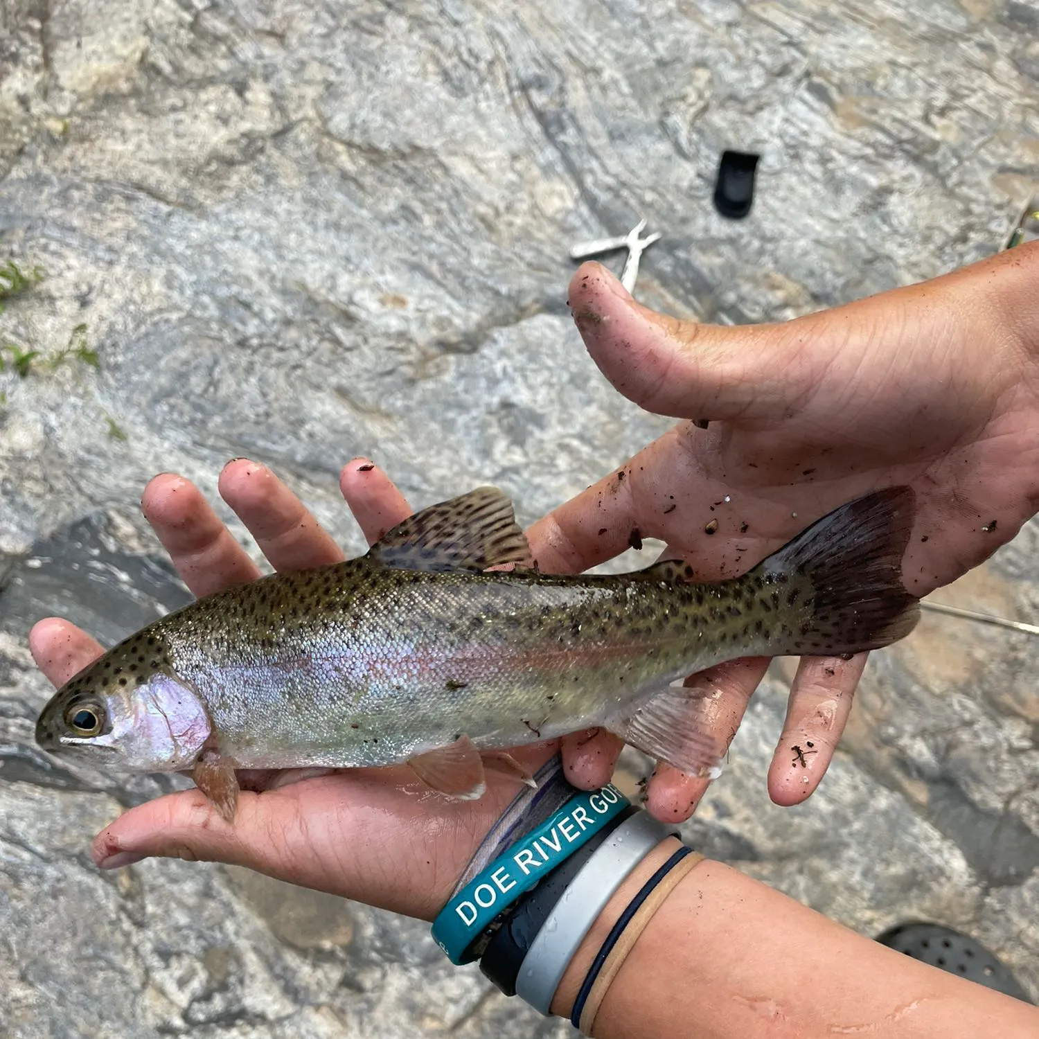 Rainbow trout caught on Fishbrain