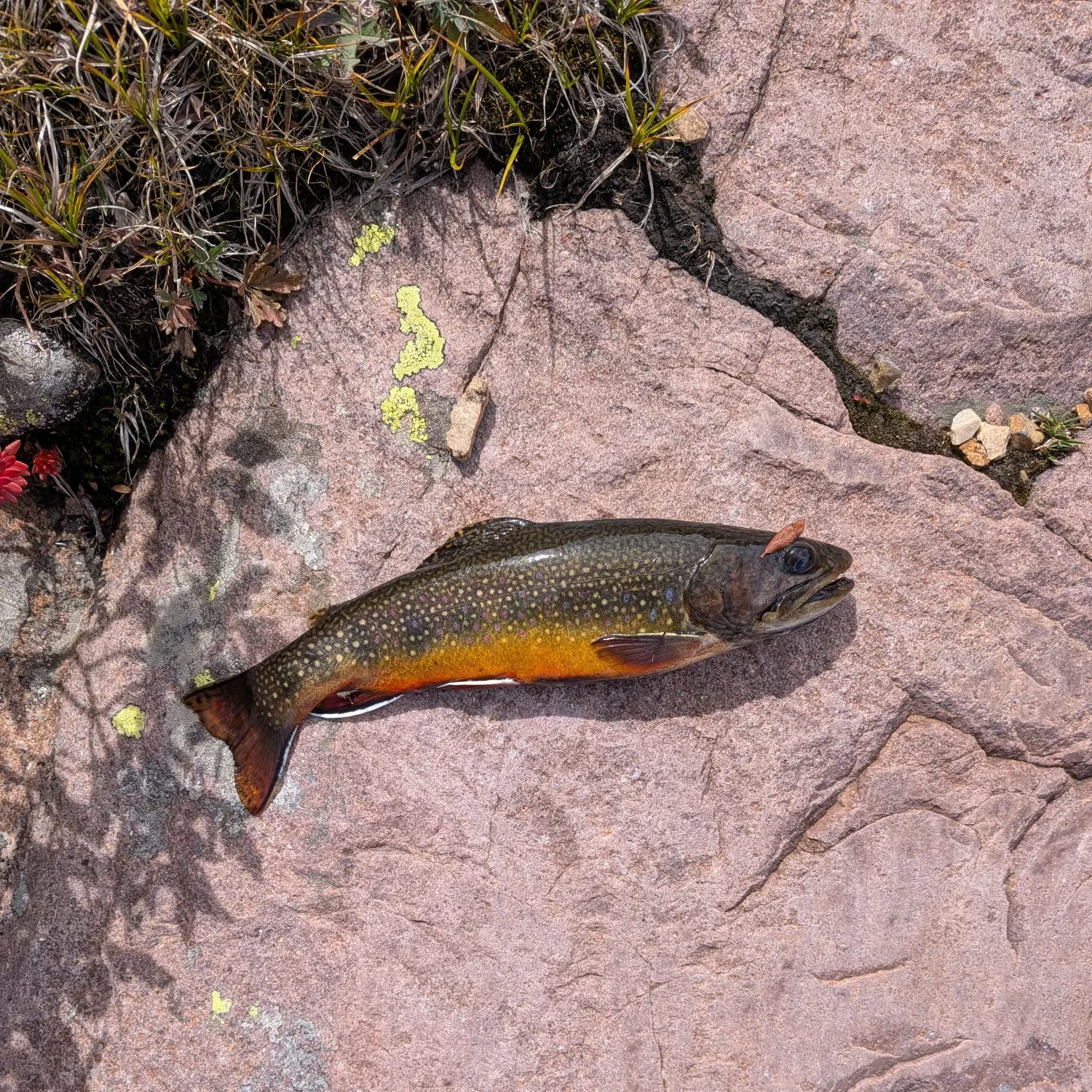 Brook trout caught on Fishbrain
