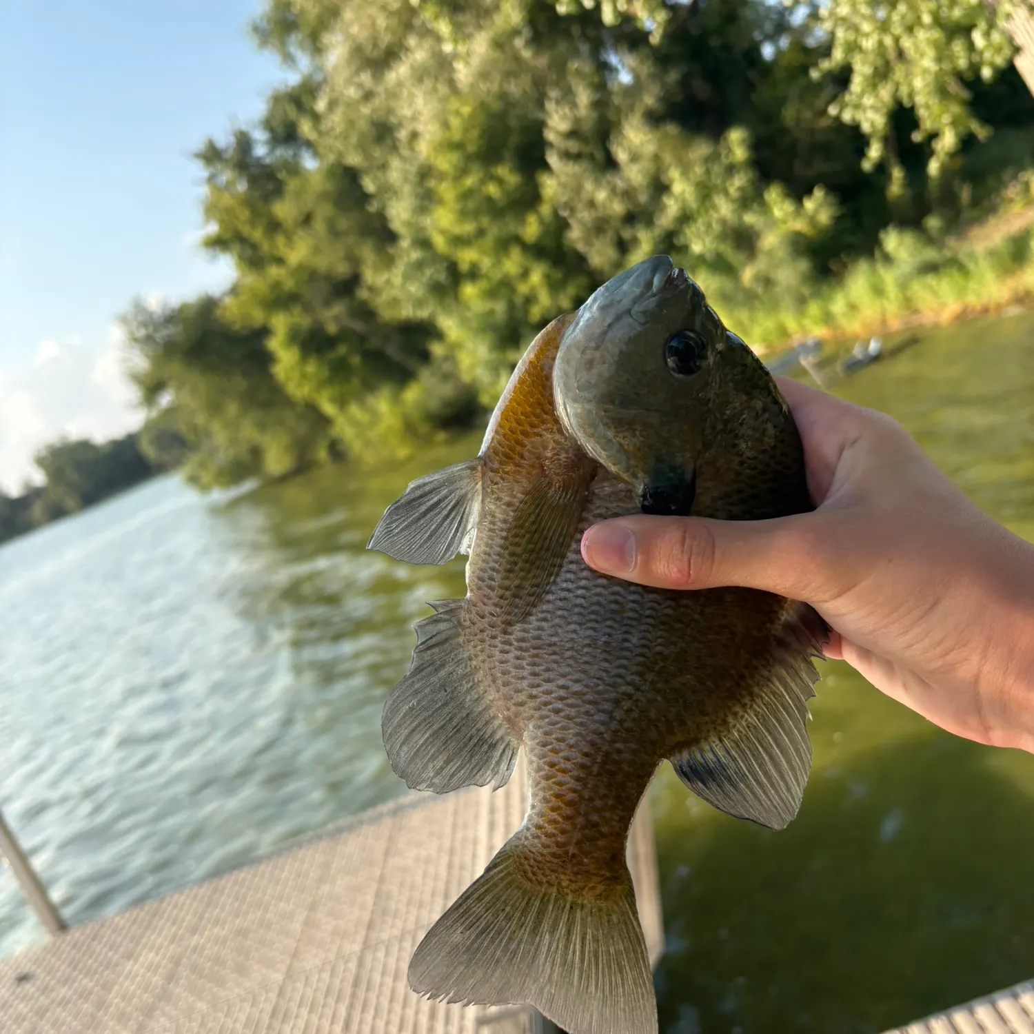 Bluegill caught on Fishbrain