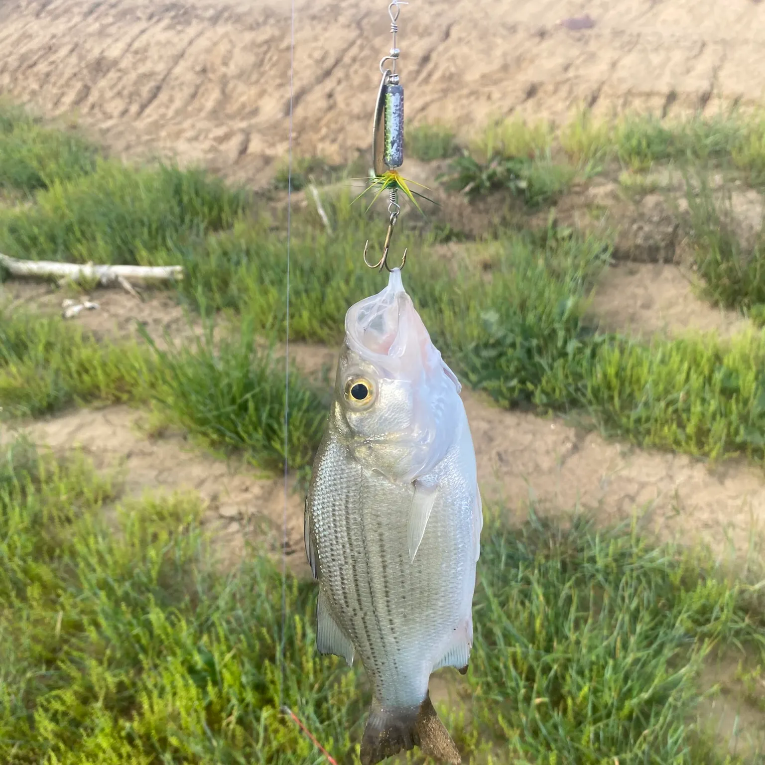 The most recent White bass catches on Fishbrain