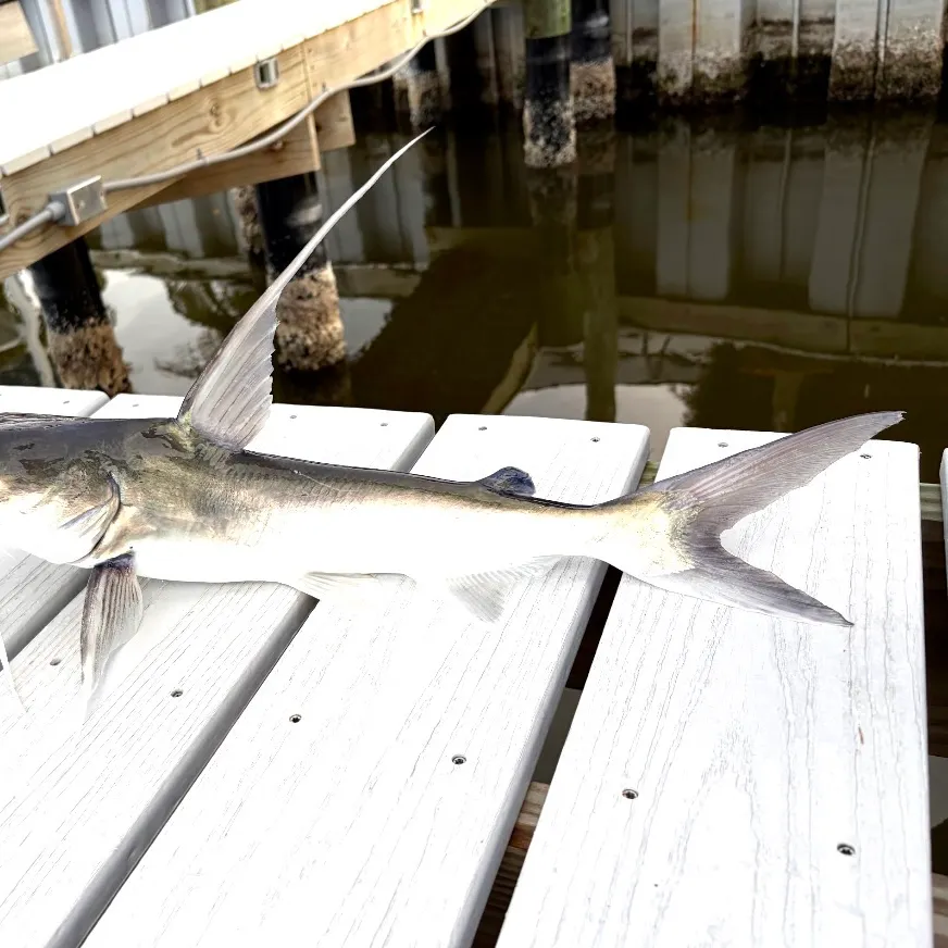 The most recent Coco sea catfish catches on Fishbrain