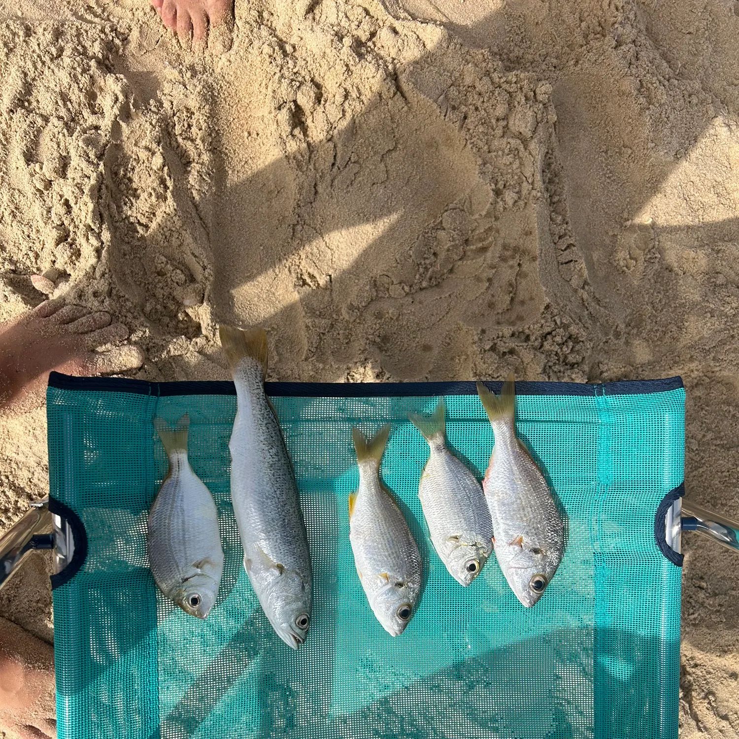 Atlantic croaker caught on Fishbrain