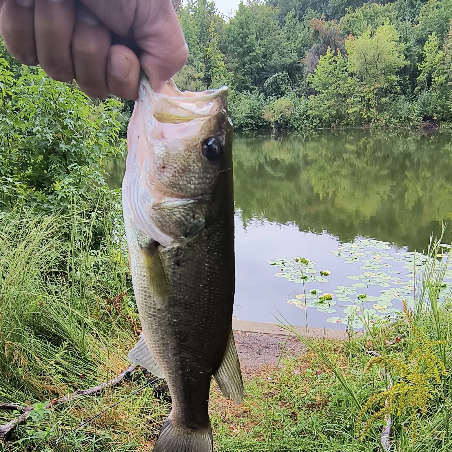 Largemouth bass caught on Fishbrain