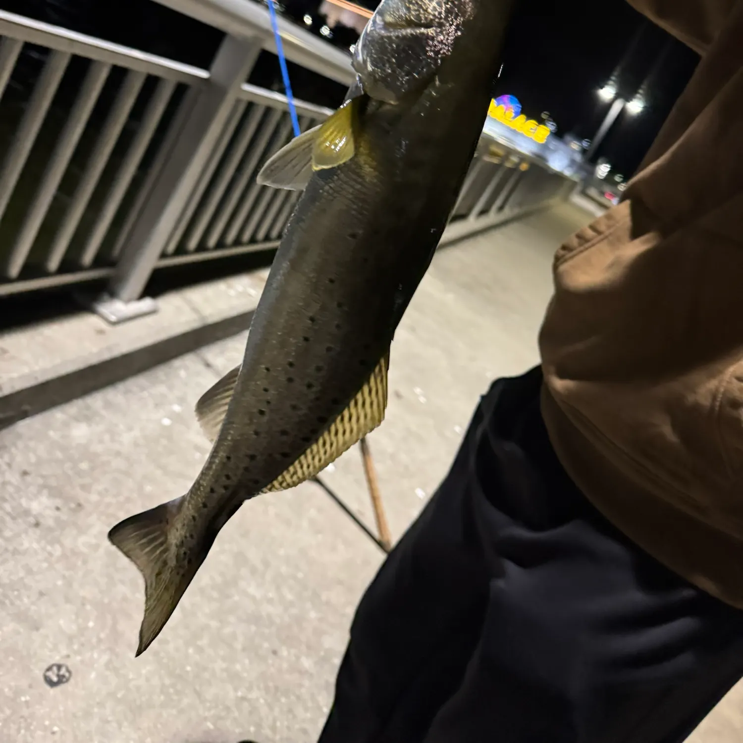 Spotted seatrout caught on Fishbrain