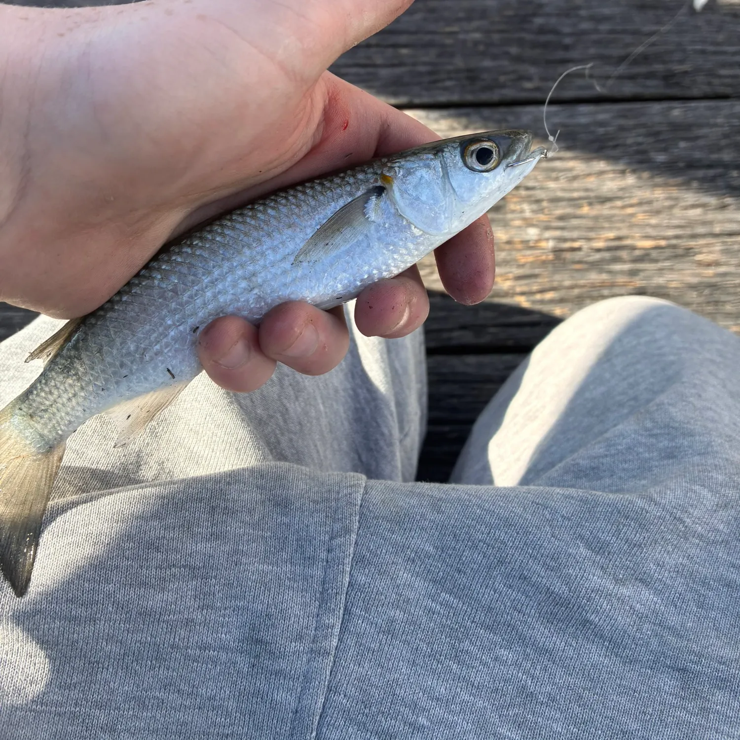 Yellow-eye mullet caught on Fishbrain