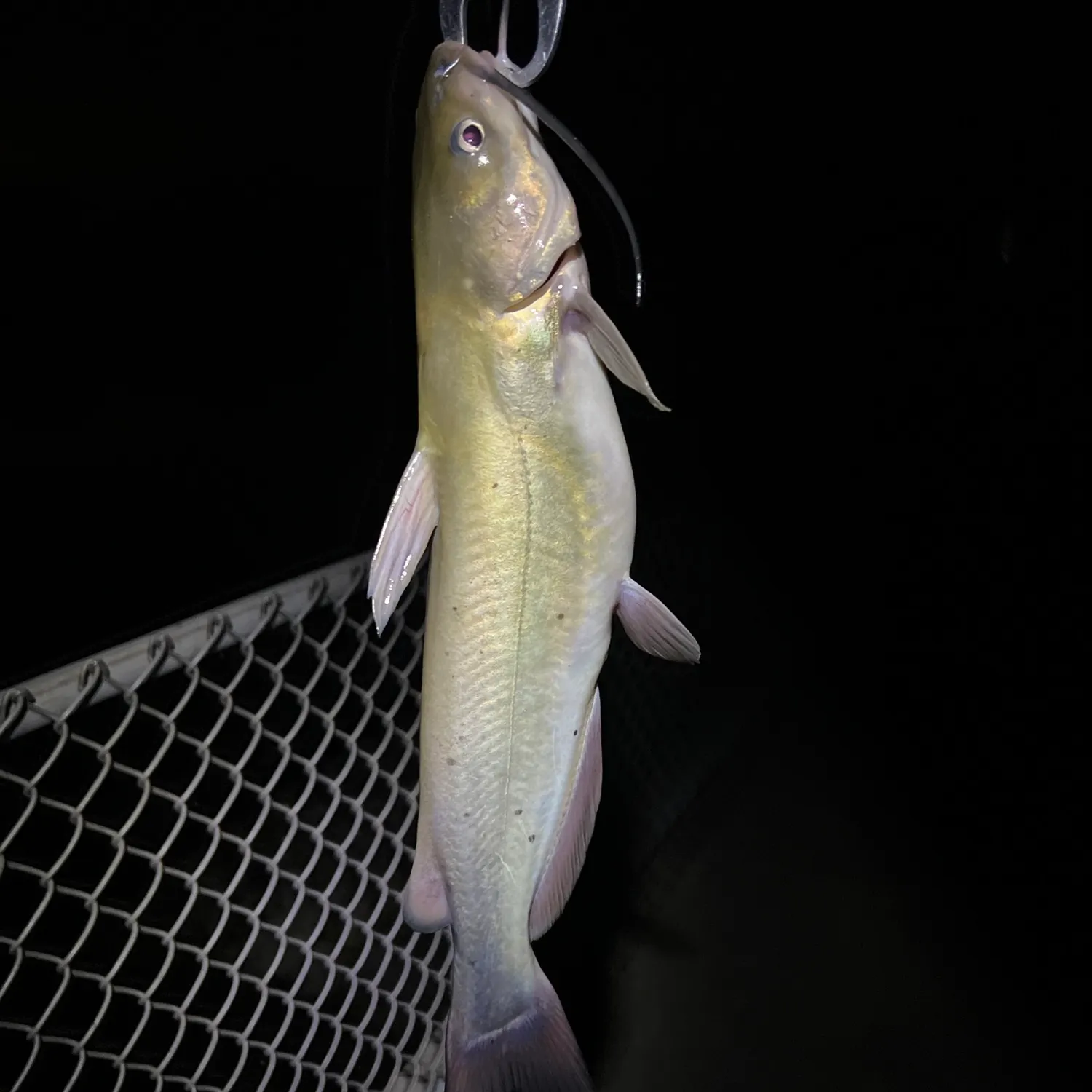 Channel catfish caught on Fishbrain