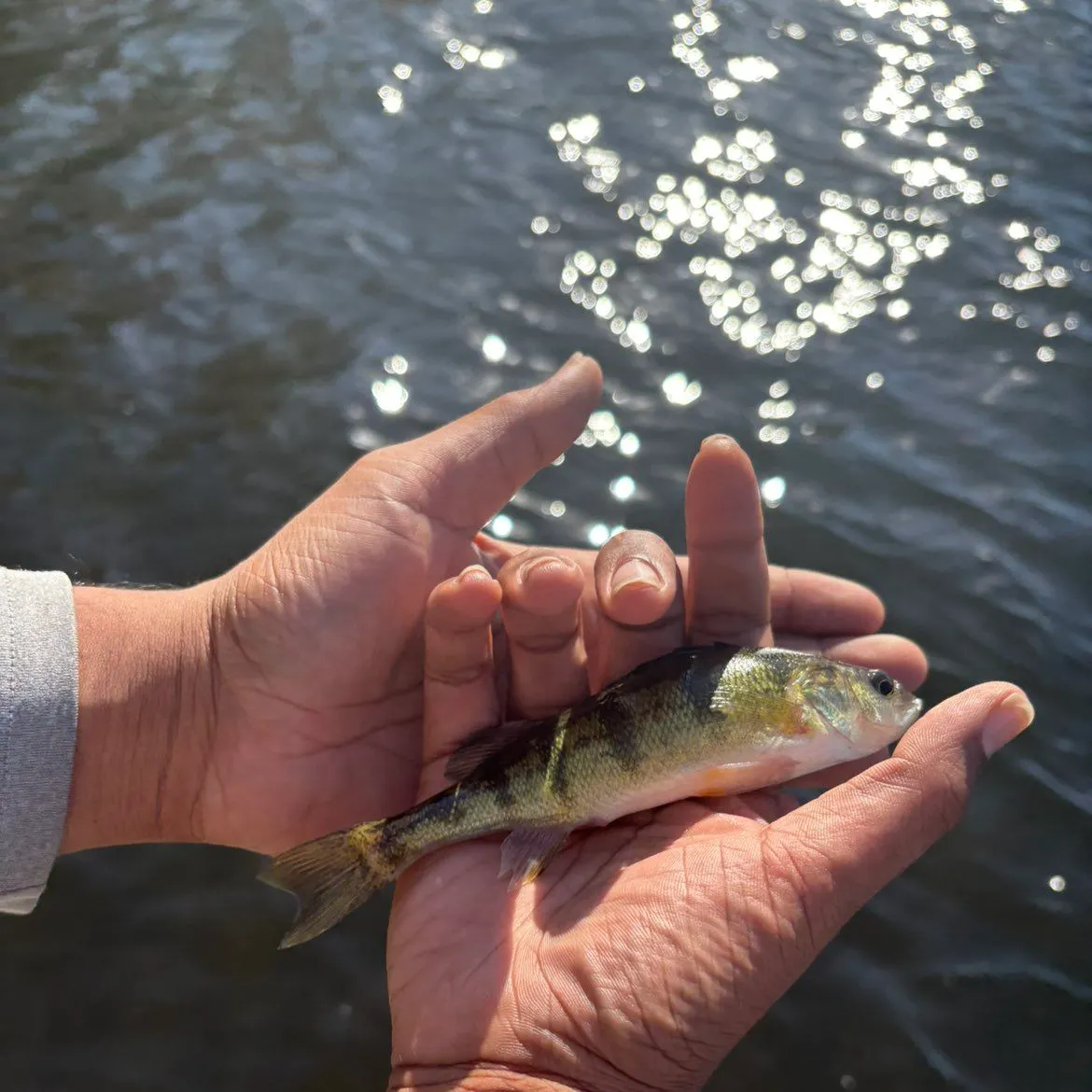 Yellow perch caught on Fishbrain
