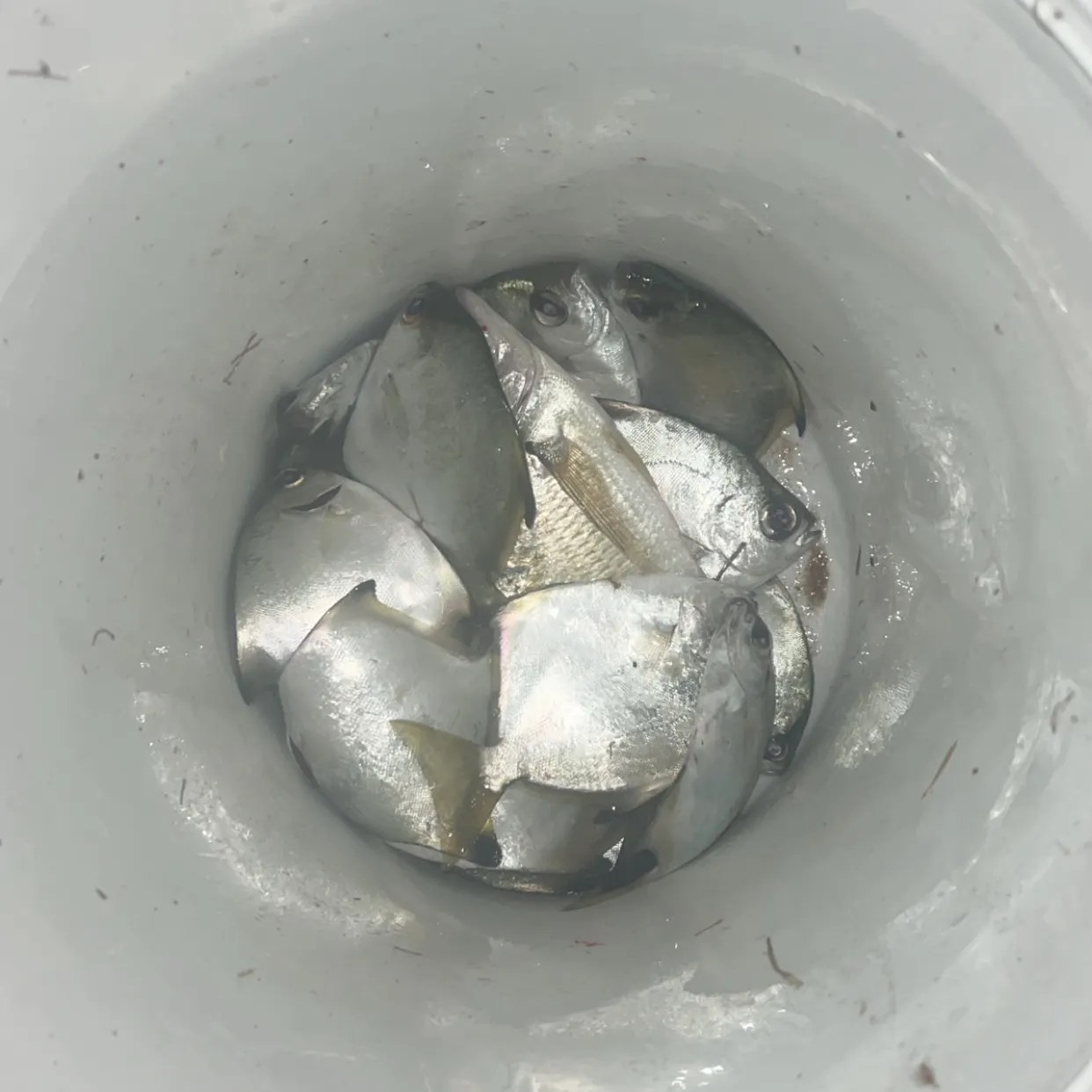 The most recent Silver moony catches on Fishbrain