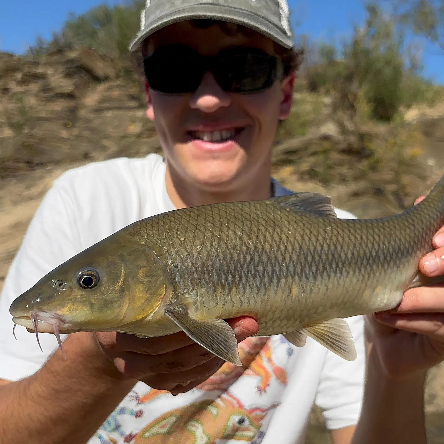 The most recent Andalusian barbel catches on Fishbrain