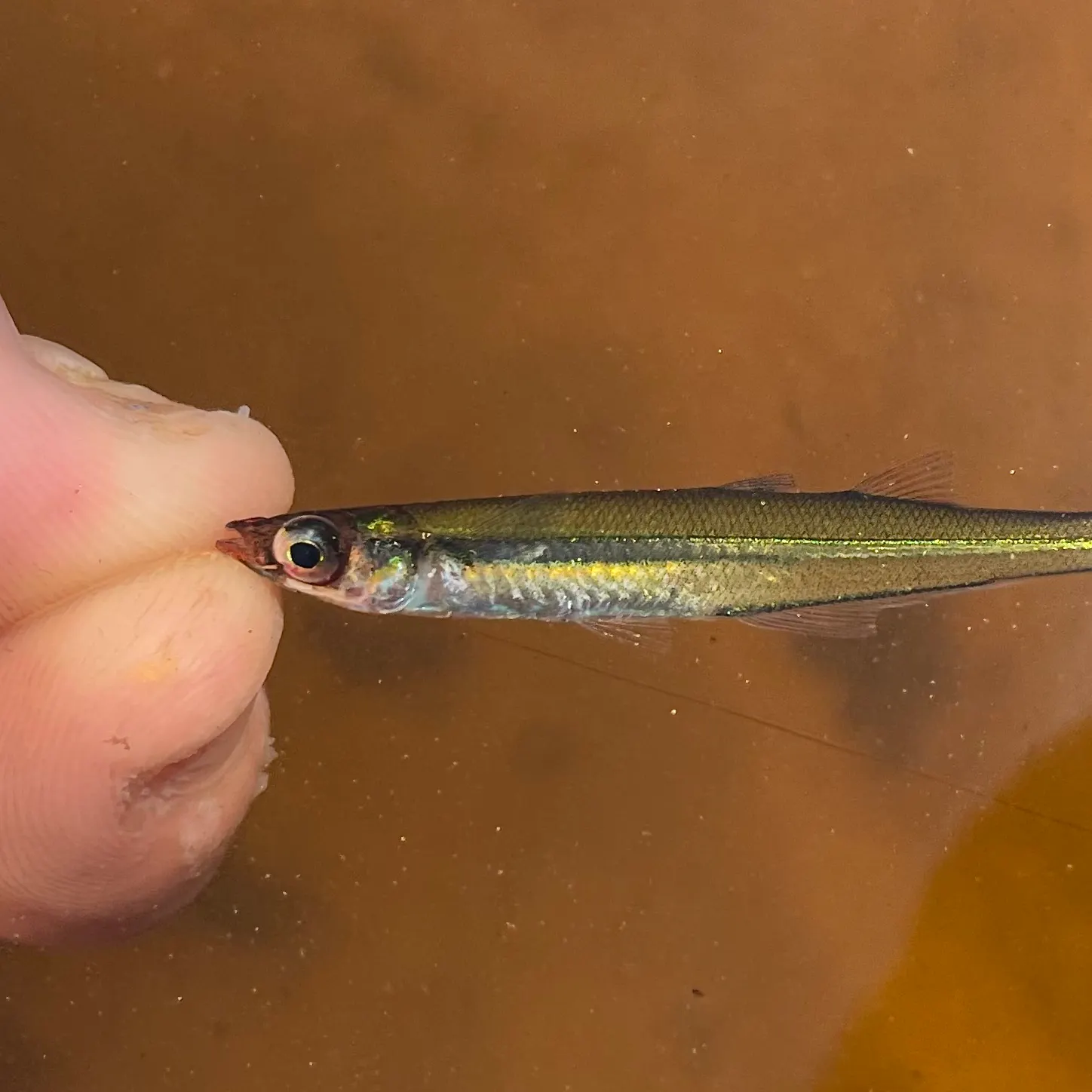 The most recent Golden silverside catches on Fishbrain