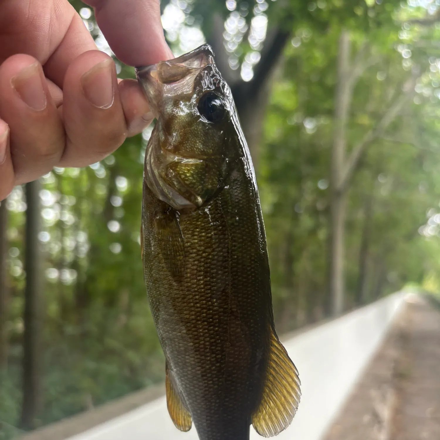 Smallmouth bass caught on Fishbrain