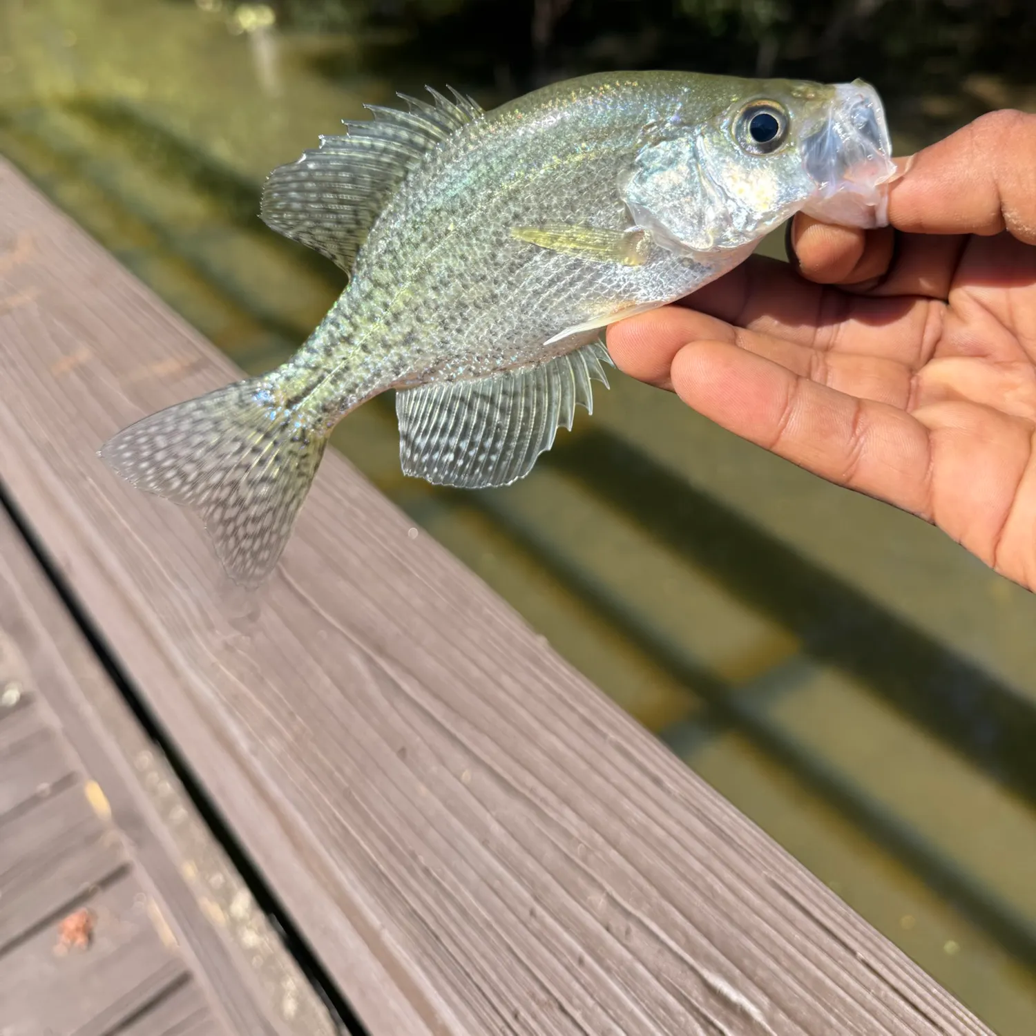 Black crappie caught on Fishbrain