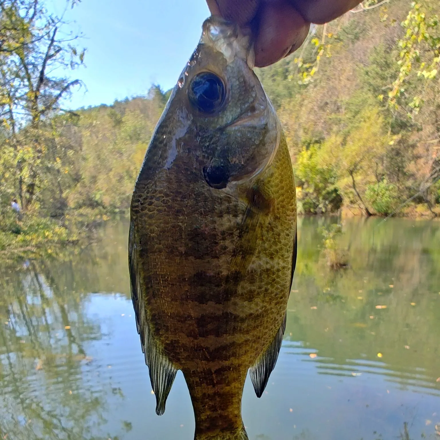 Bluegill caught on Fishbrain