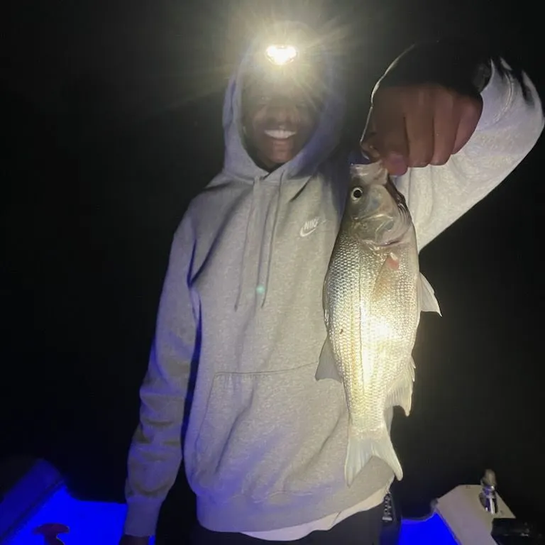 The most recent White bass catches on Fishbrain