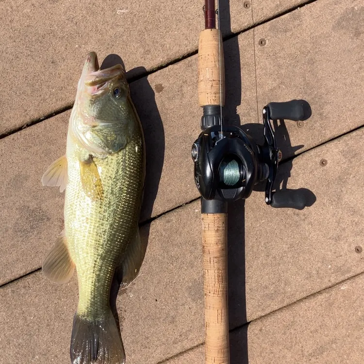 Largemouth bass caught on Fishbrain