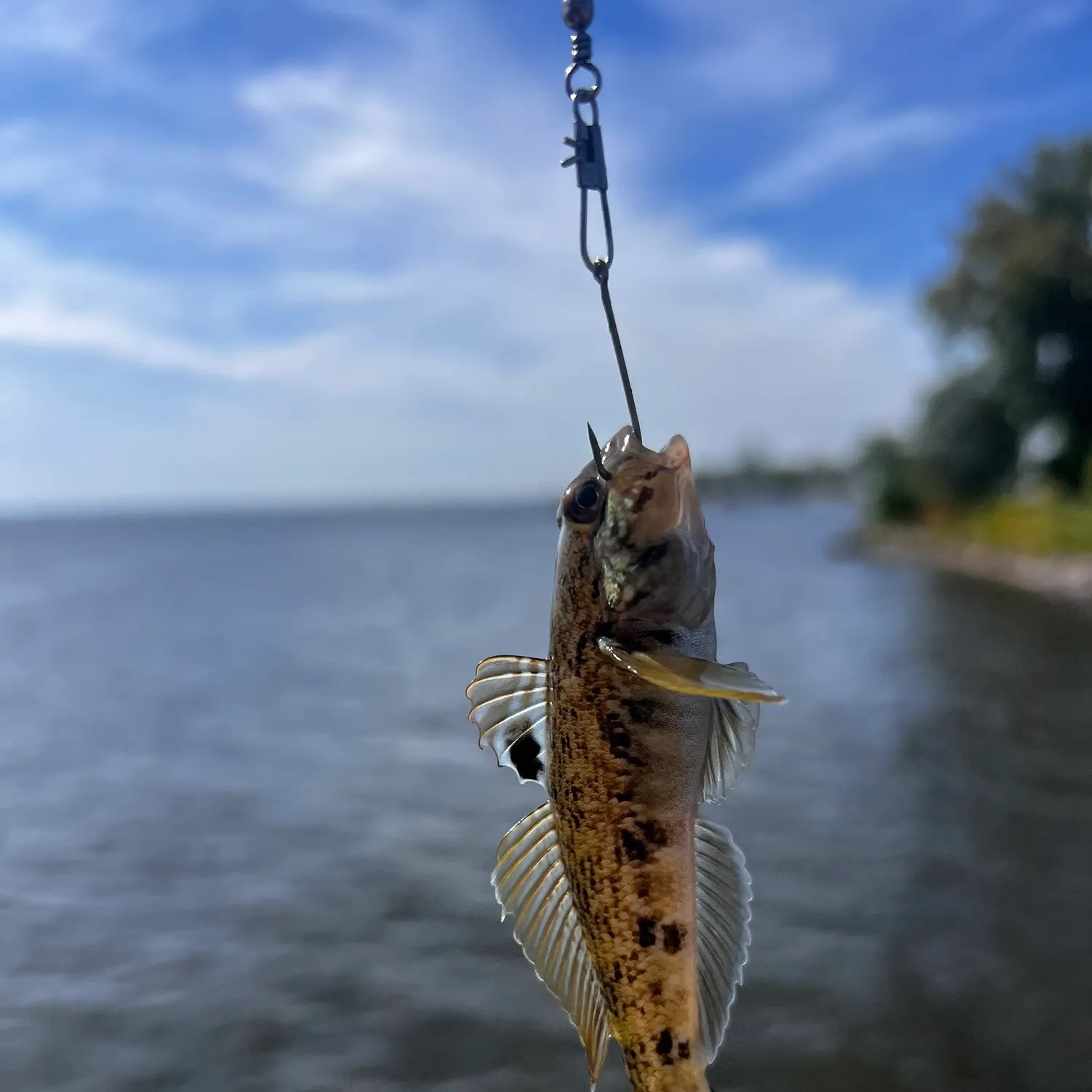 The most recent Round goby catches on Fishbrain