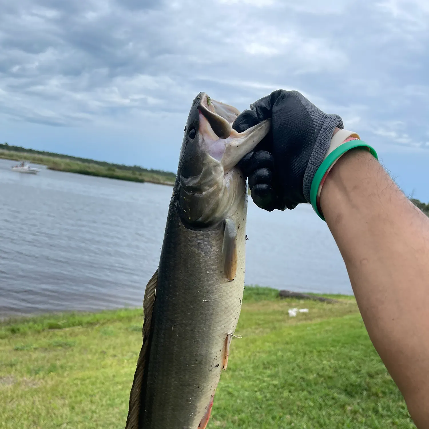 The most recent Ruddy bowfin catches on Fishbrain