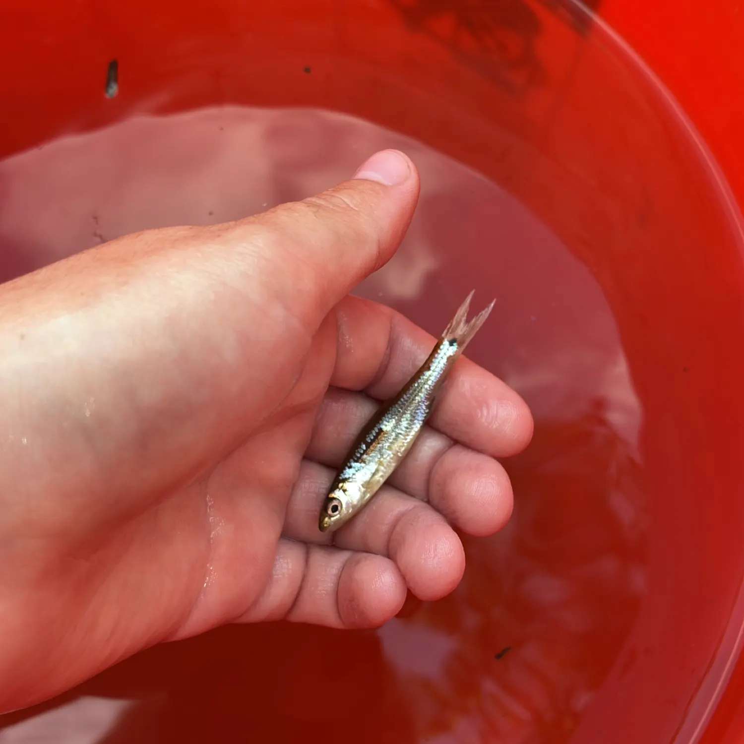The most recent Spottail shiner catches on Fishbrain
