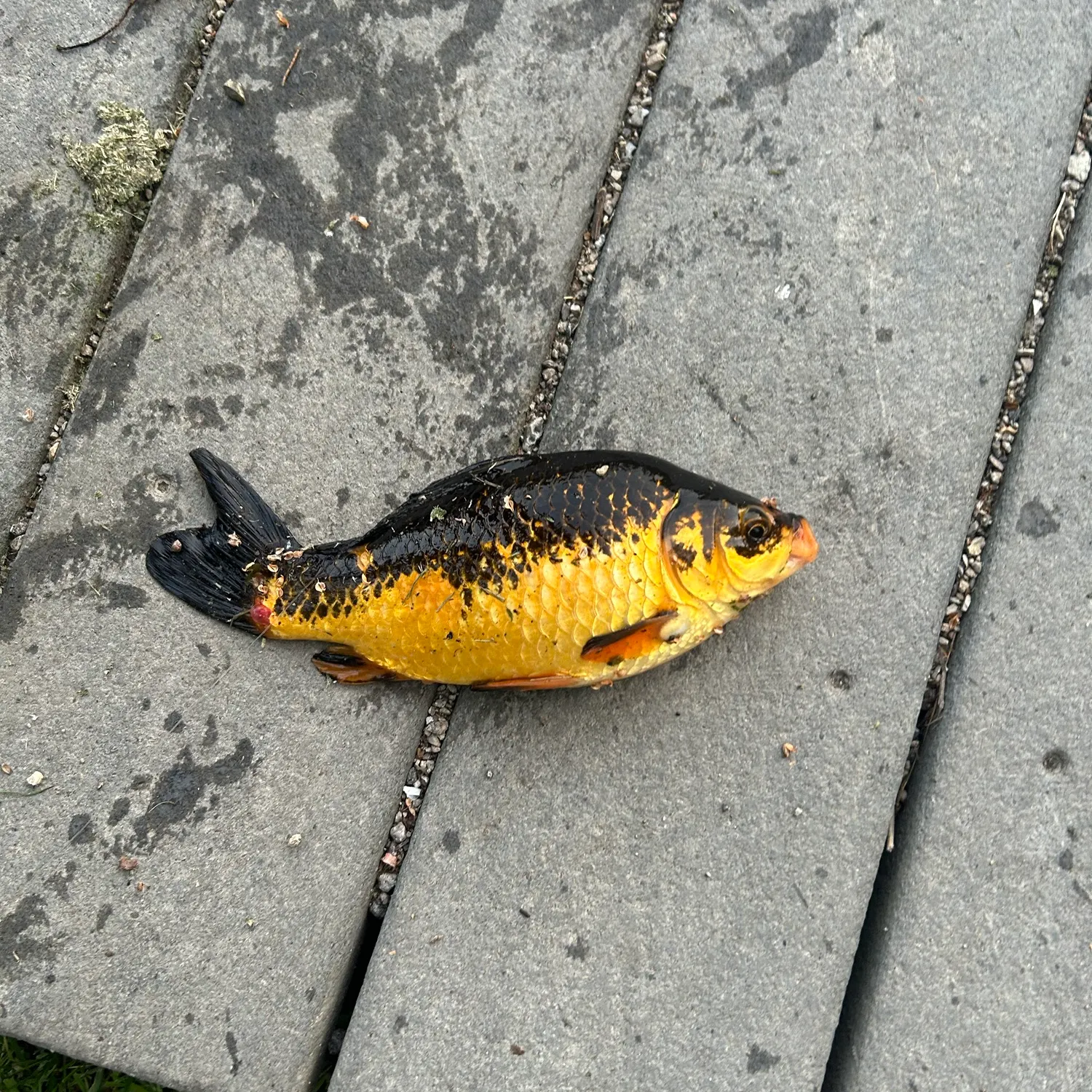Goldfish caught on Fishbrain