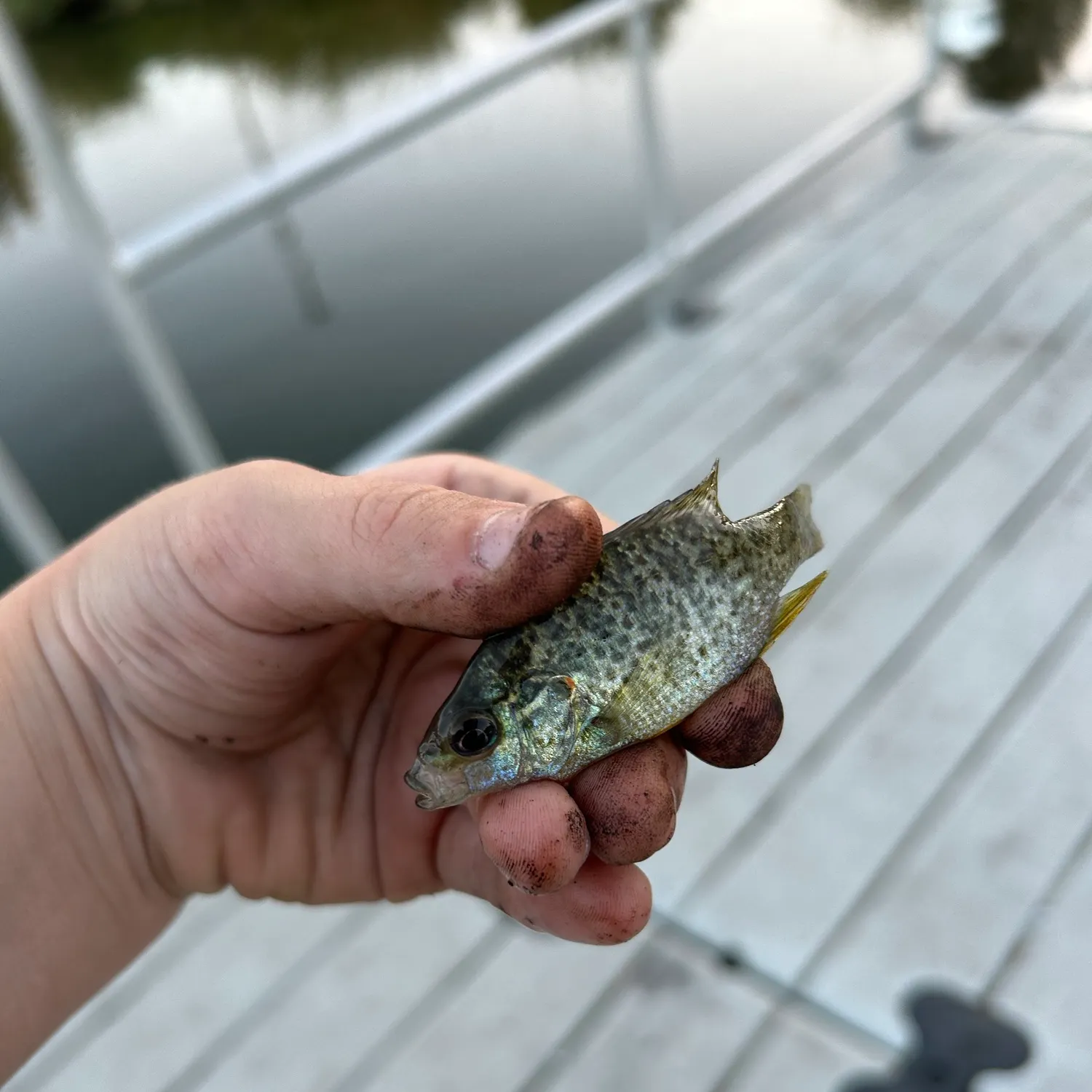 Bluegill caught on Fishbrain
