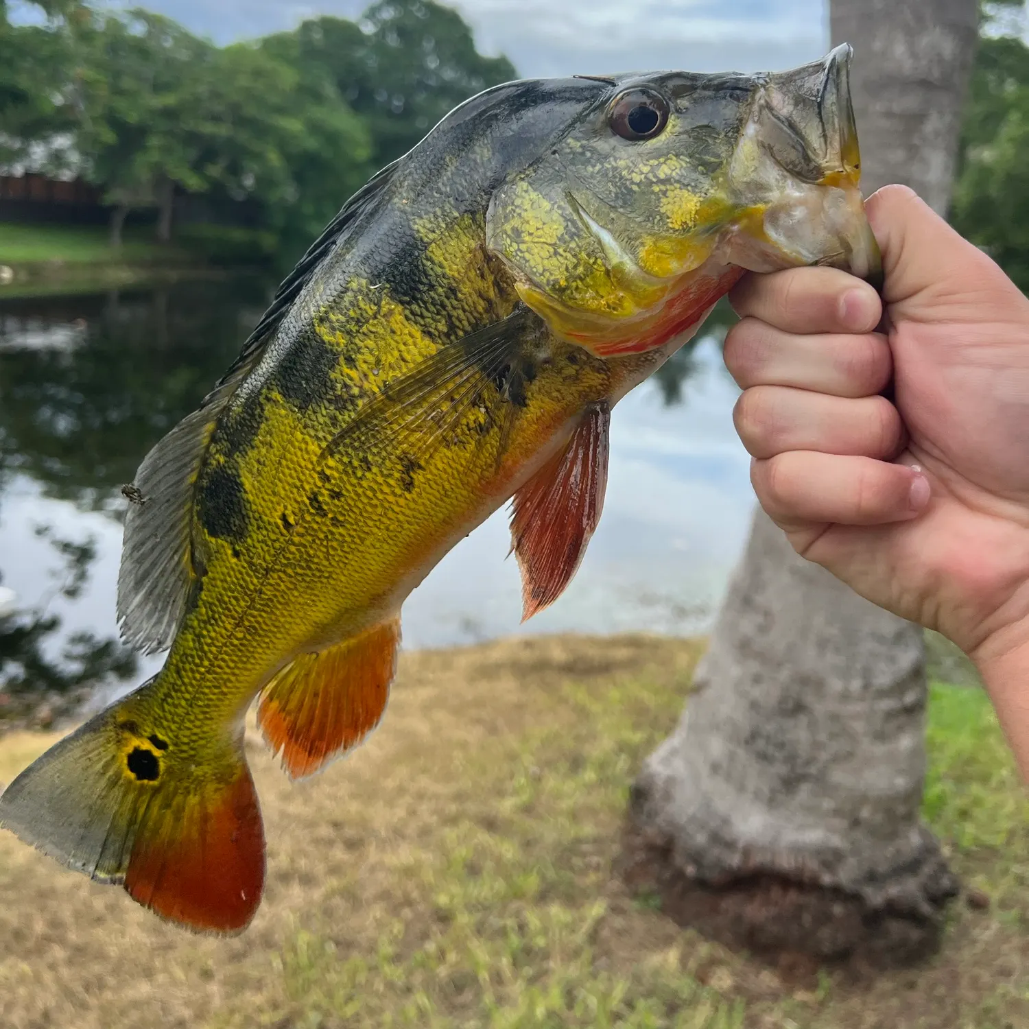 Butterfly peacock bass caught on Fishbrain
