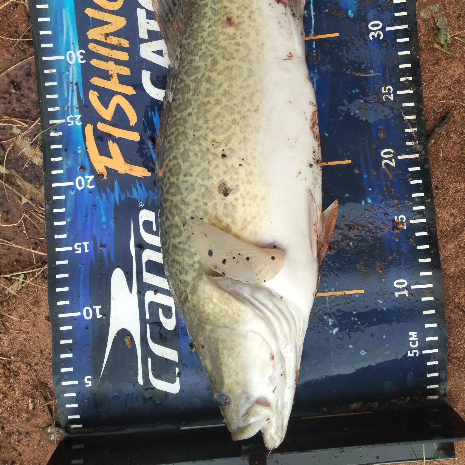Murray cod caught on Fishbrain