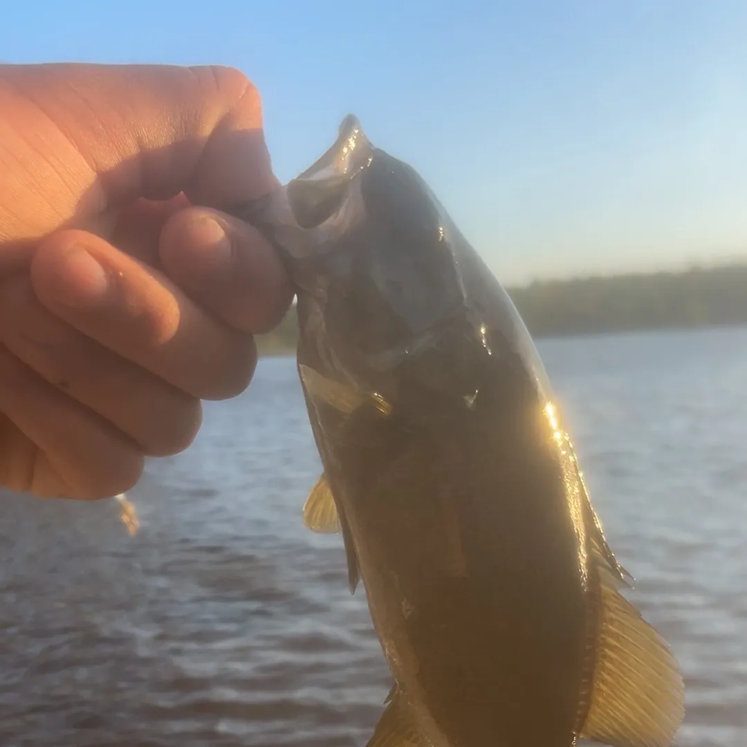 Smallmouth bass caught on Fishbrain