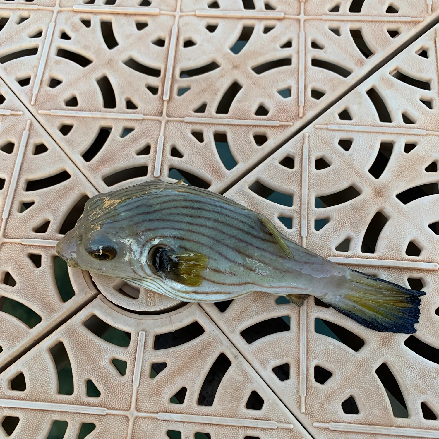 The most recent Narrow-lined puffer catches on Fishbrain