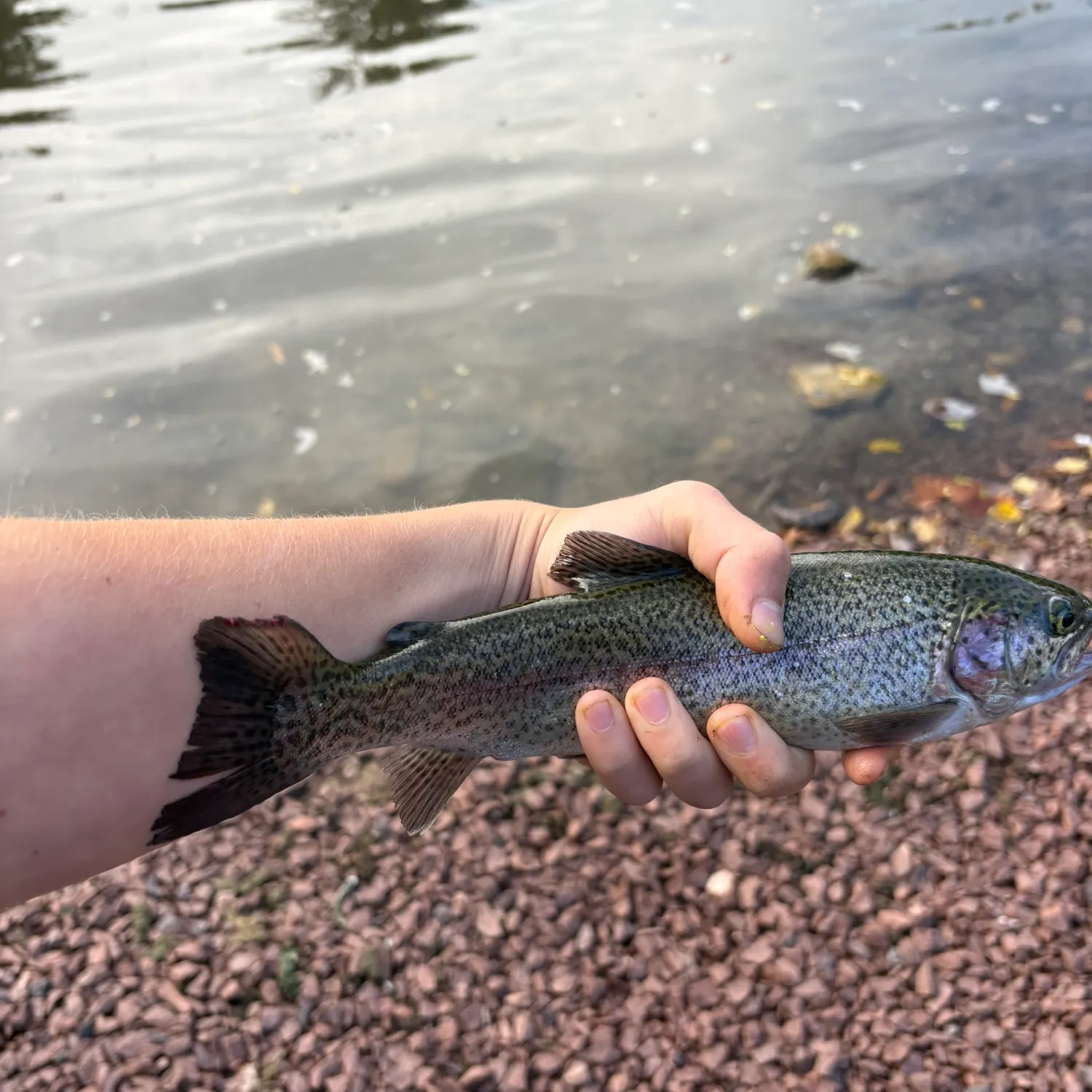 Rainbow trout caught on Fishbrain
