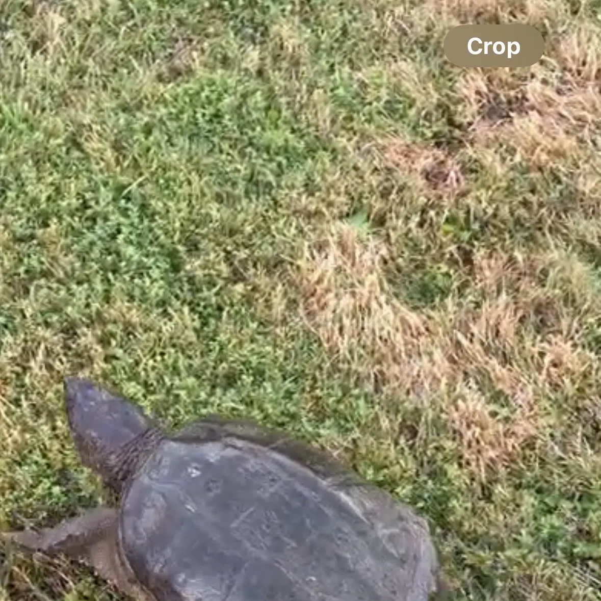 Common snapping turtle caught on Fishbrain