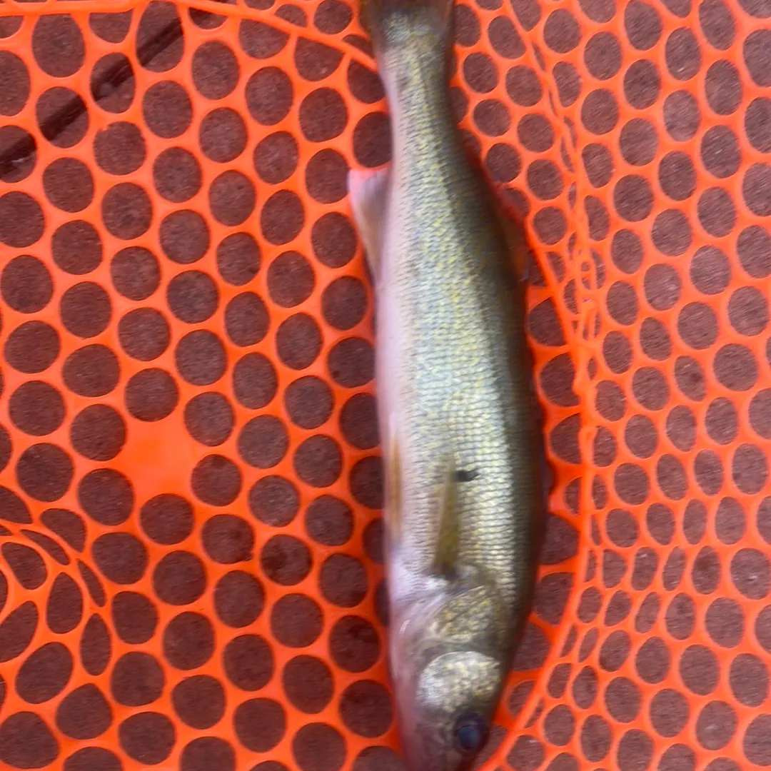 The most recent Walleye catches on Fishbrain