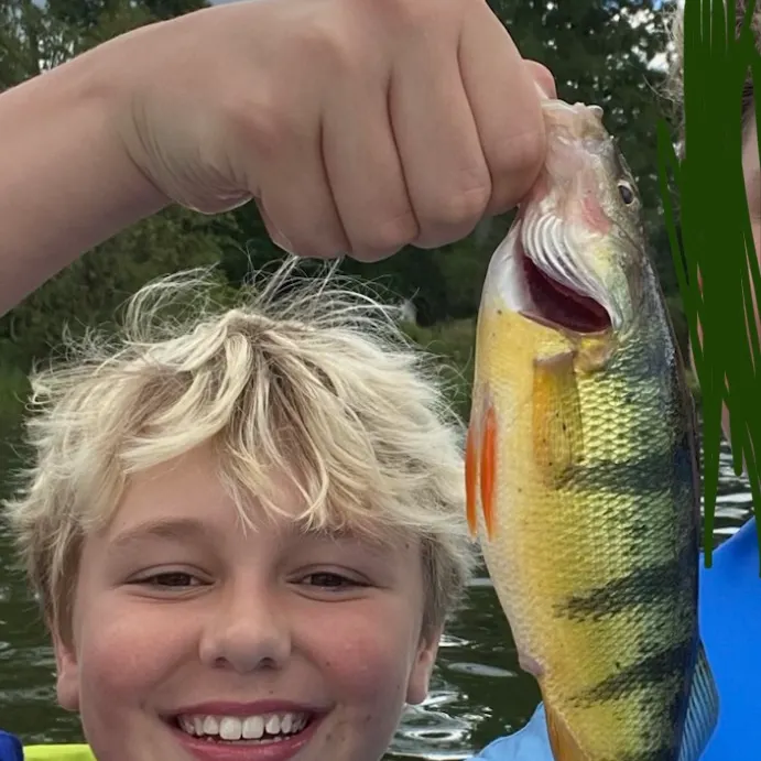 Yellow perch caught on Fishbrain