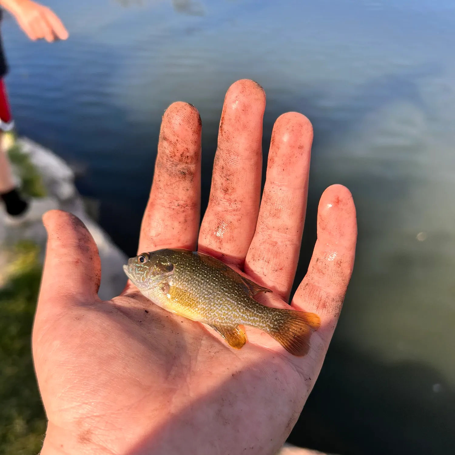 Green sunfish caught on Fishbrain