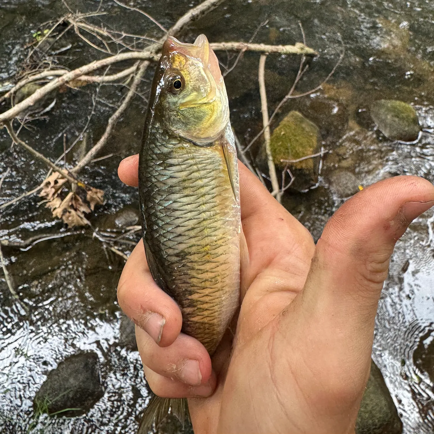 Striped shiner caught on Fishbrain