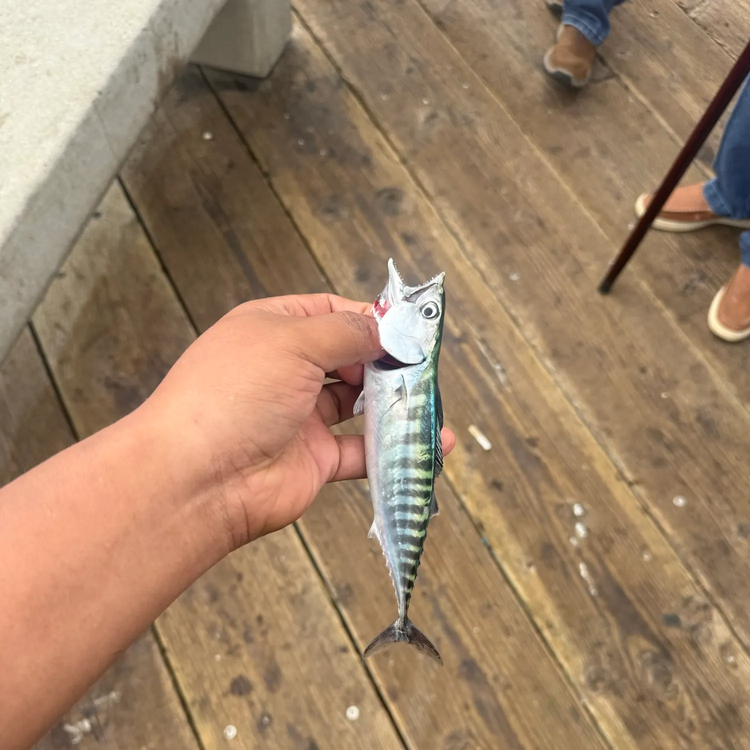 Striped bonito caught on Fishbrain