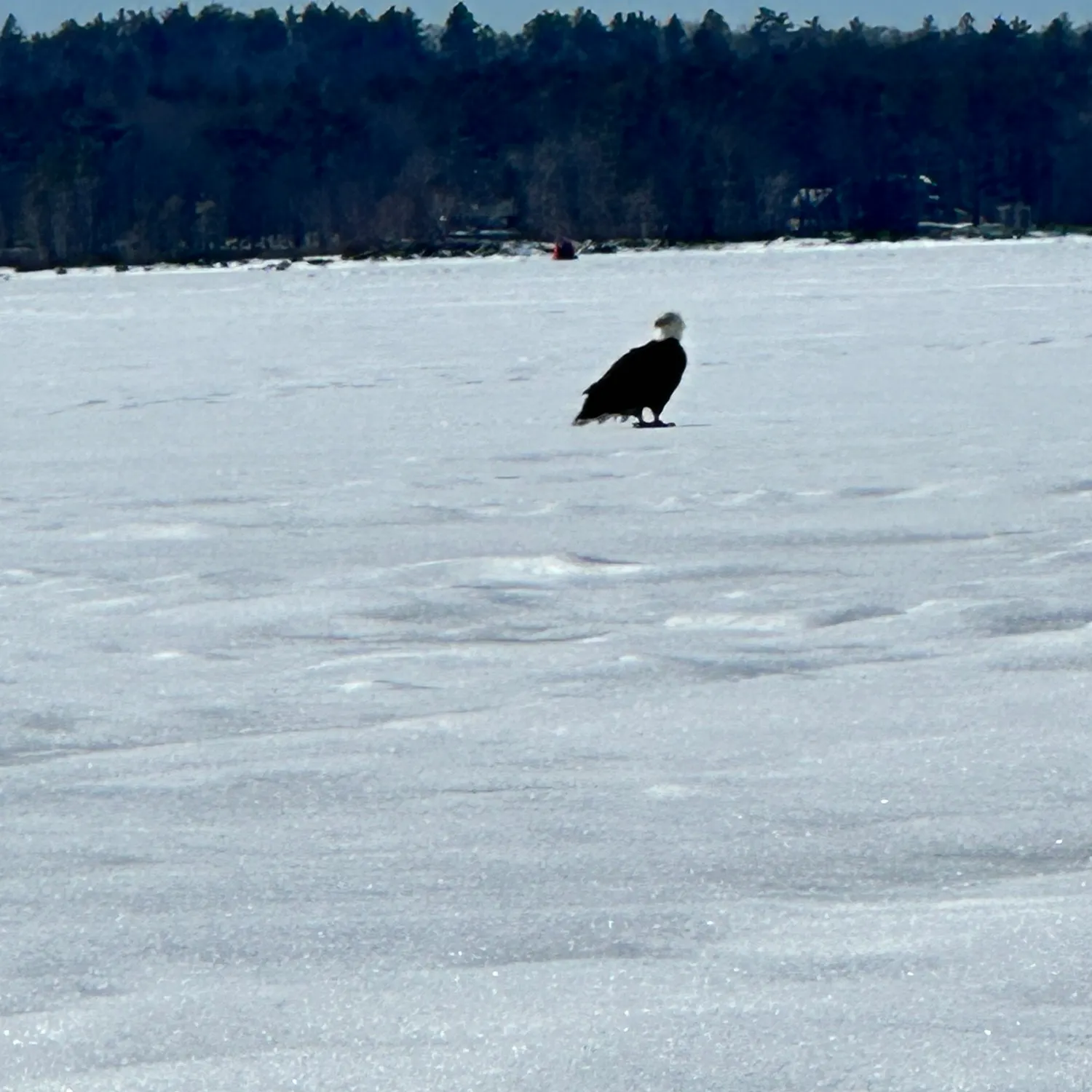 angler catch