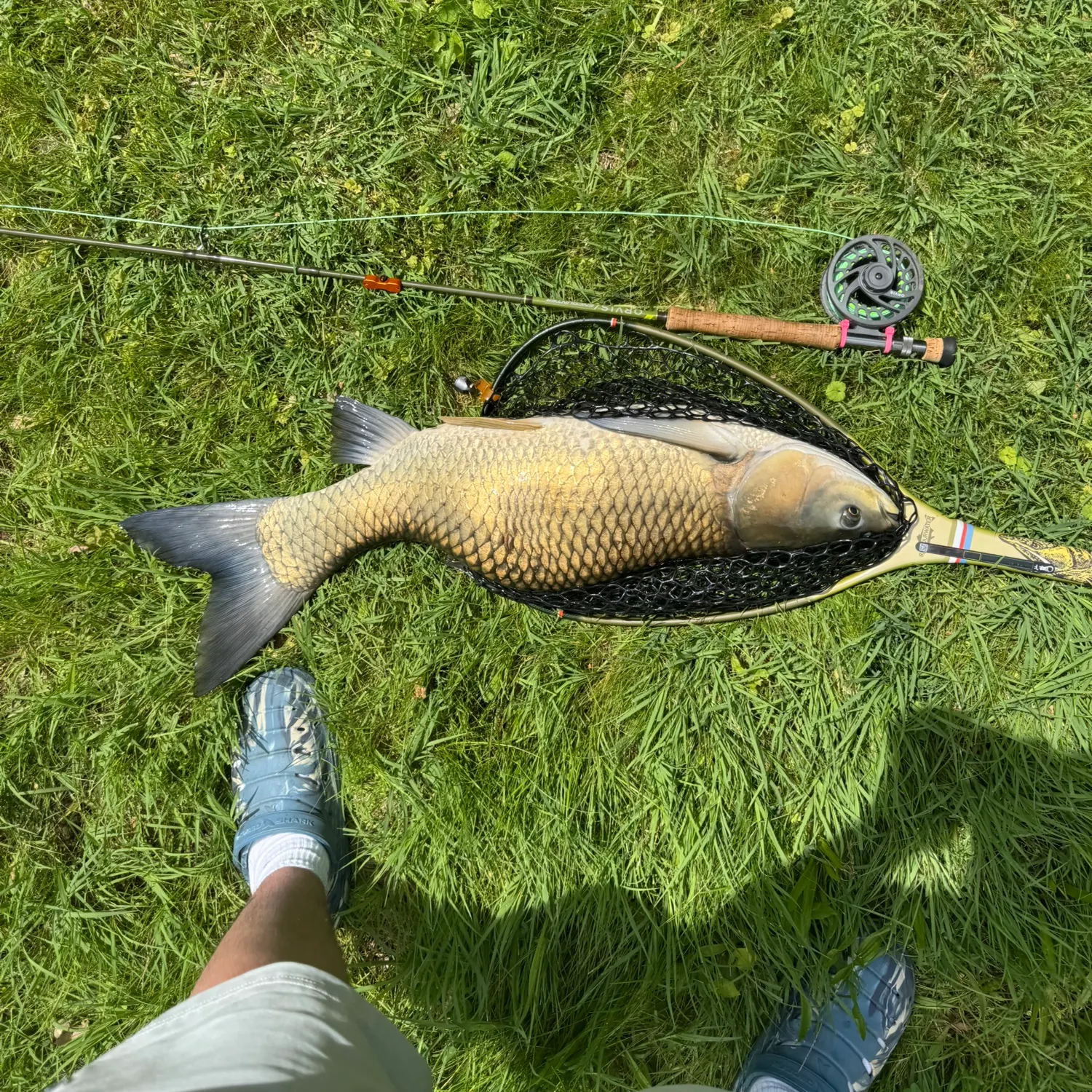The most recent Grass carp catches on Fishbrain