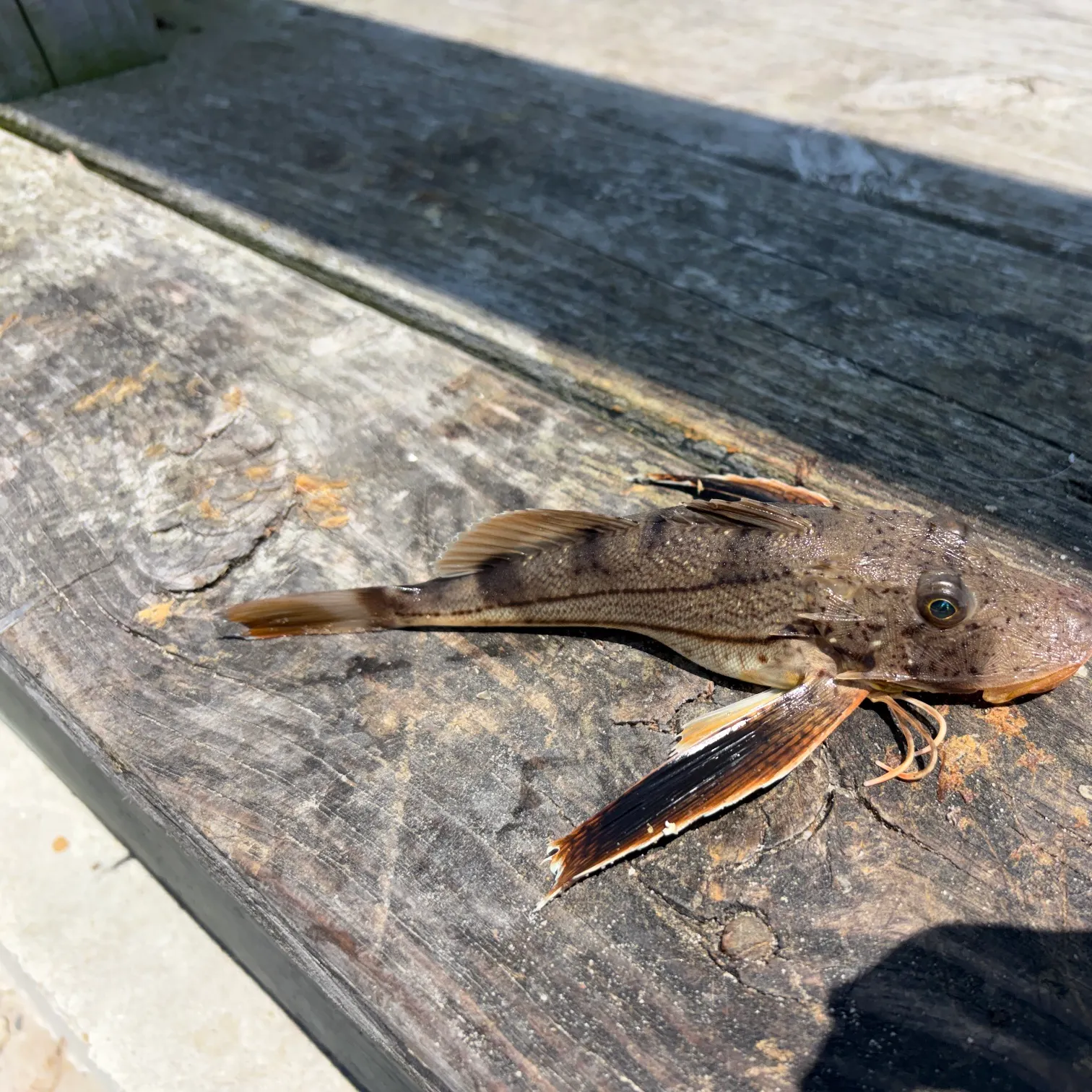 recently logged catches