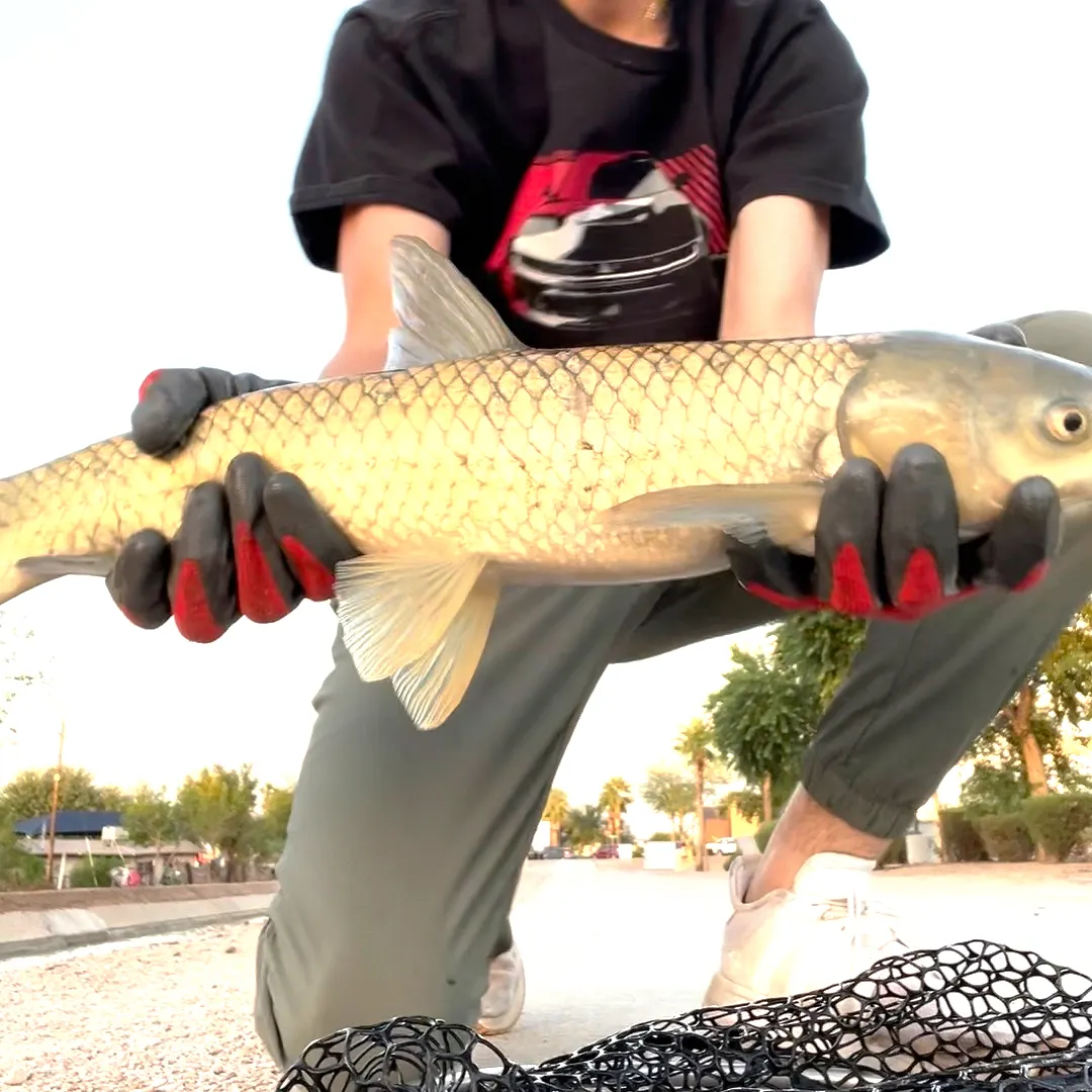 Grass carp caught on Fishbrain