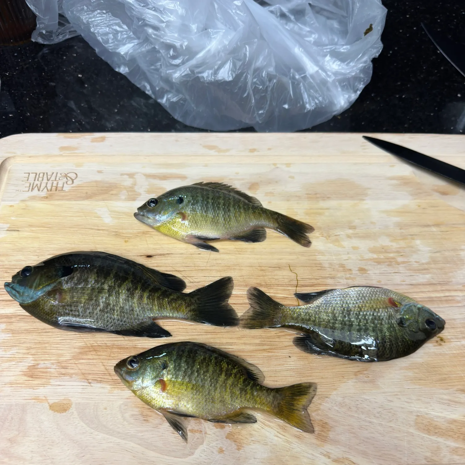 recently logged catches