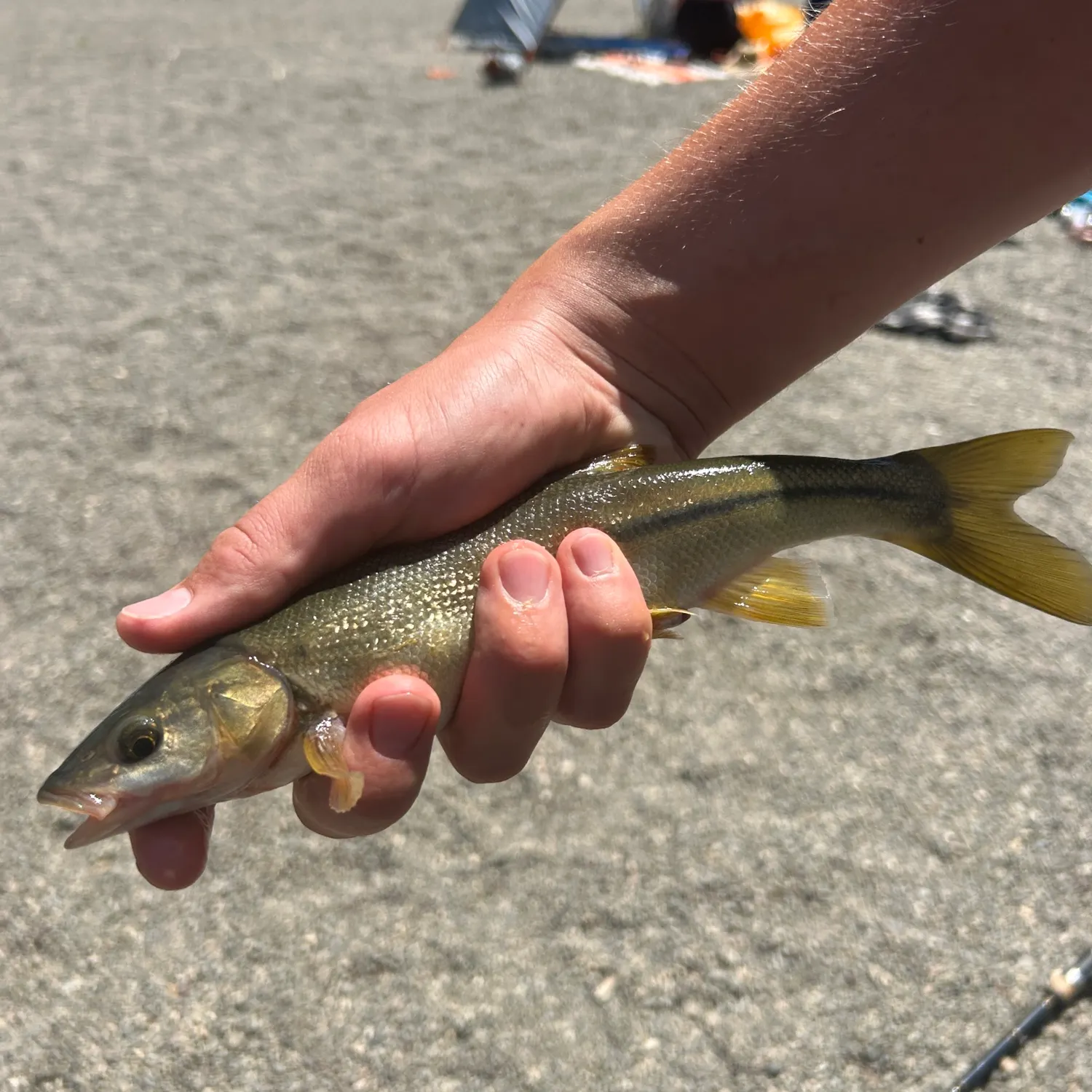 The most recent Hardhead minnow catches on Fishbrain