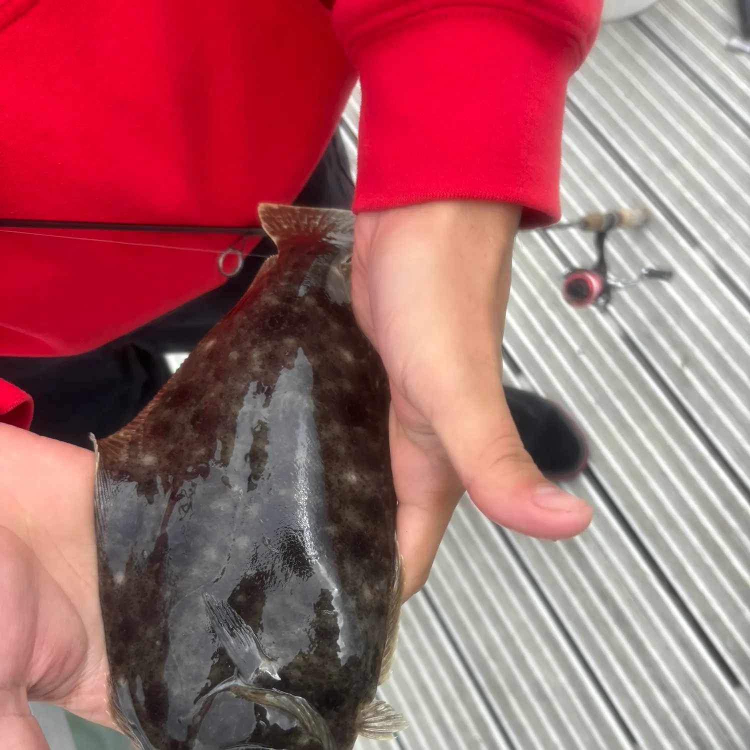 Summer flounder caught on Fishbrain