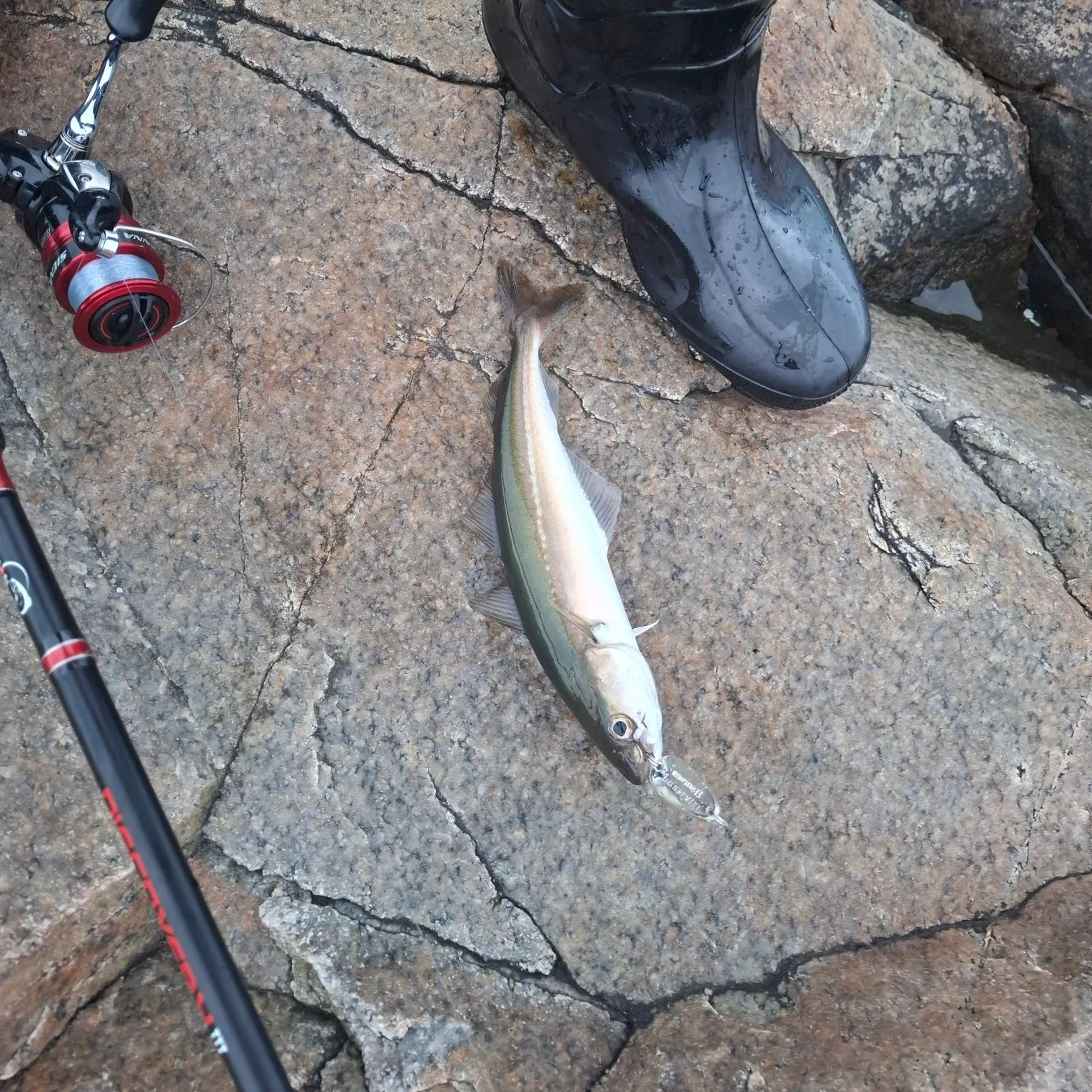 The most recent Atlantic pollock catches on Fishbrain